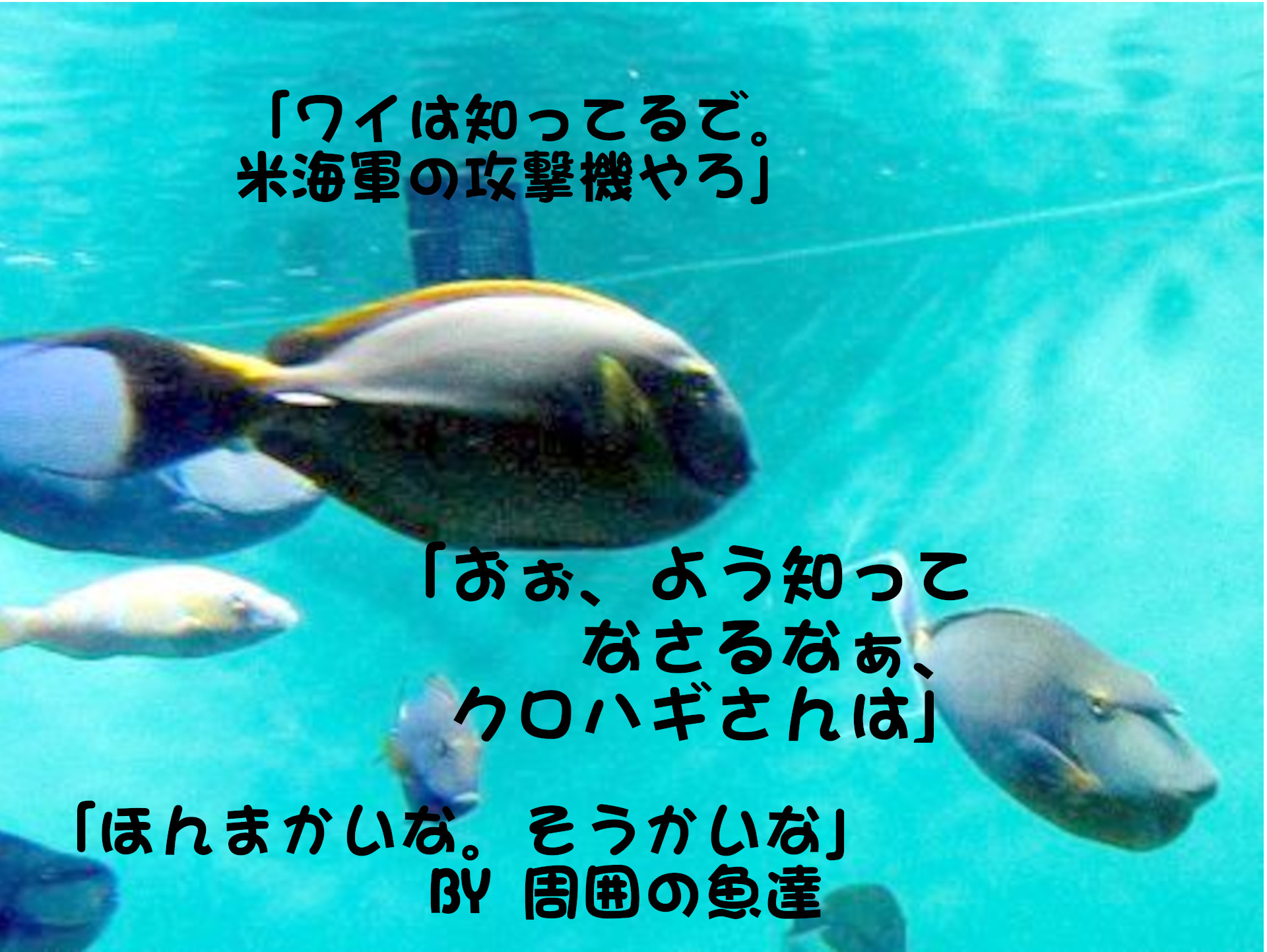 テングハギ
「ワイは知ってるで。米海軍の特攻機やろ」
「おぉ、よう知ってなさるなぁ、クロハギさん」
「ほんまかいな。そうかいな」BY周囲の魚達