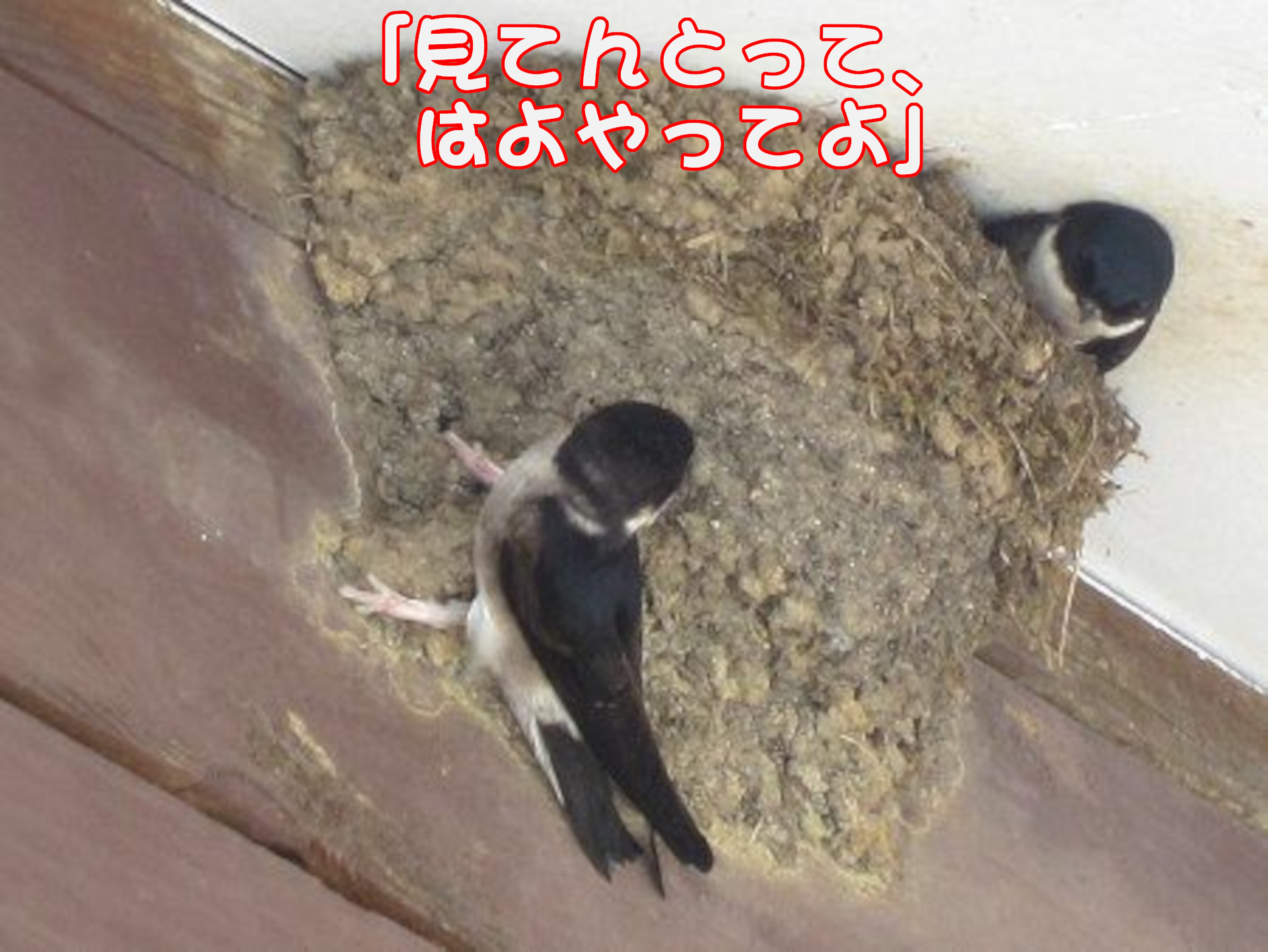 ツバメ
「見てんとって、はよやってよ」