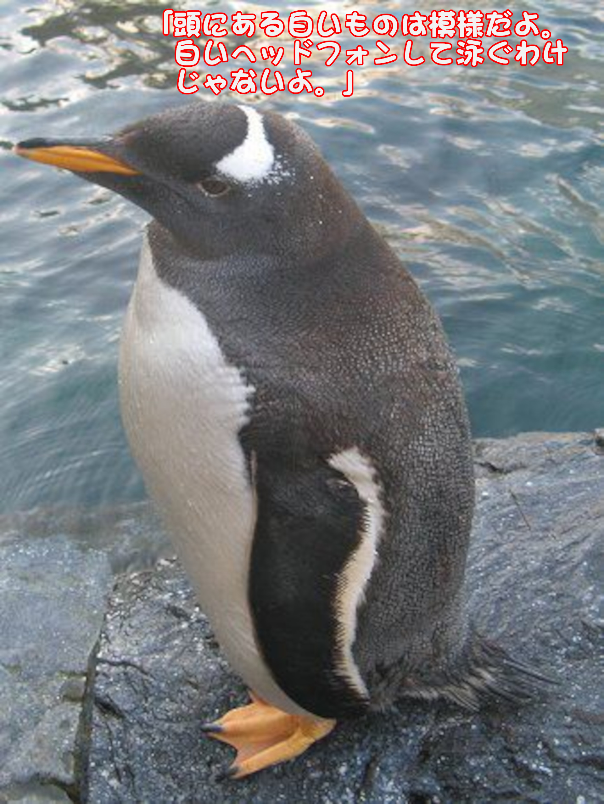 ジェンツーペンギン
「頭にある白いものは模様だよ。白いヘッドフォンして泳ぐわけじゃないよ。」