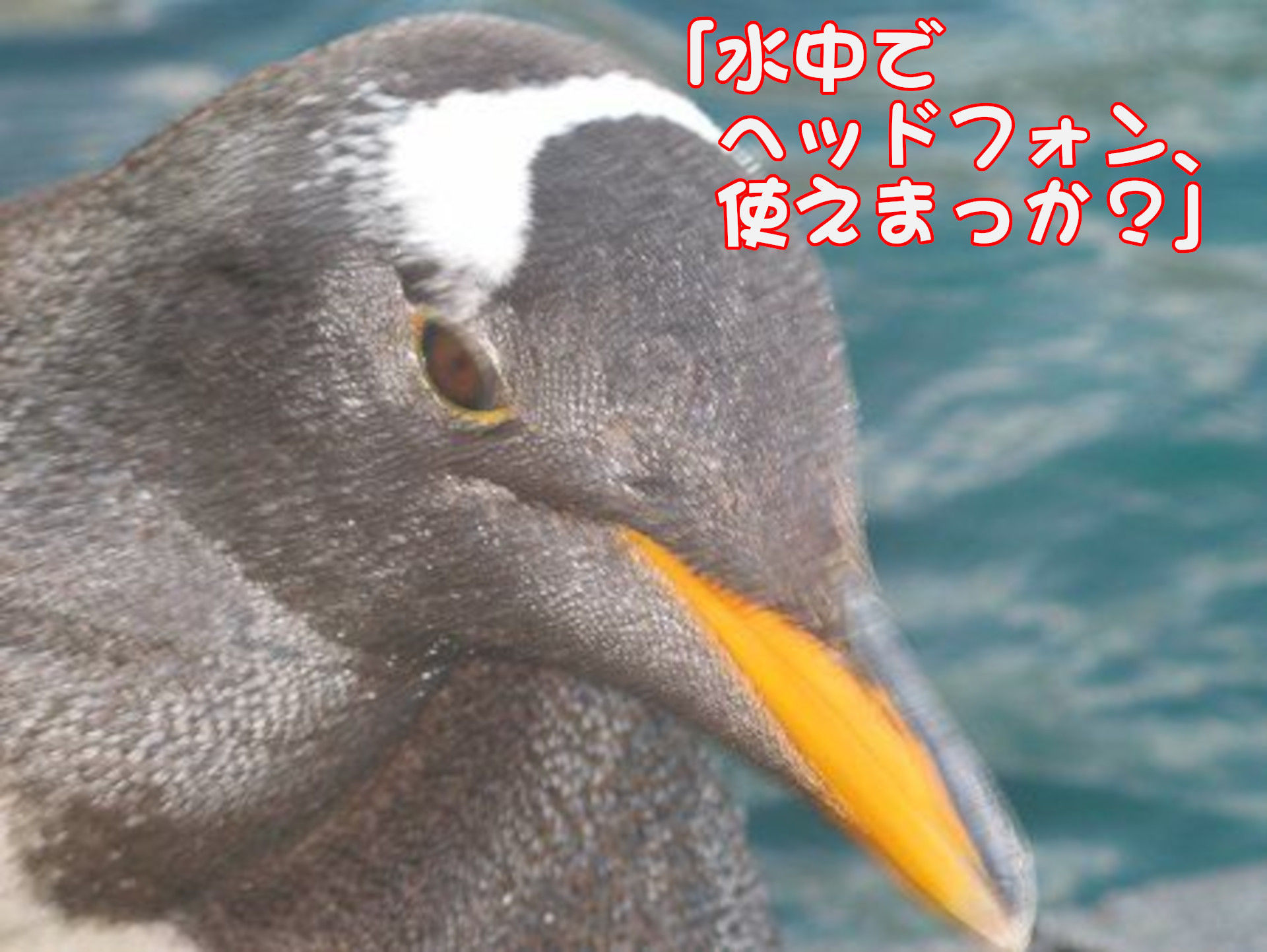 ジェンツーペンギン
「水中でヘッドフォン、使えまっか？」