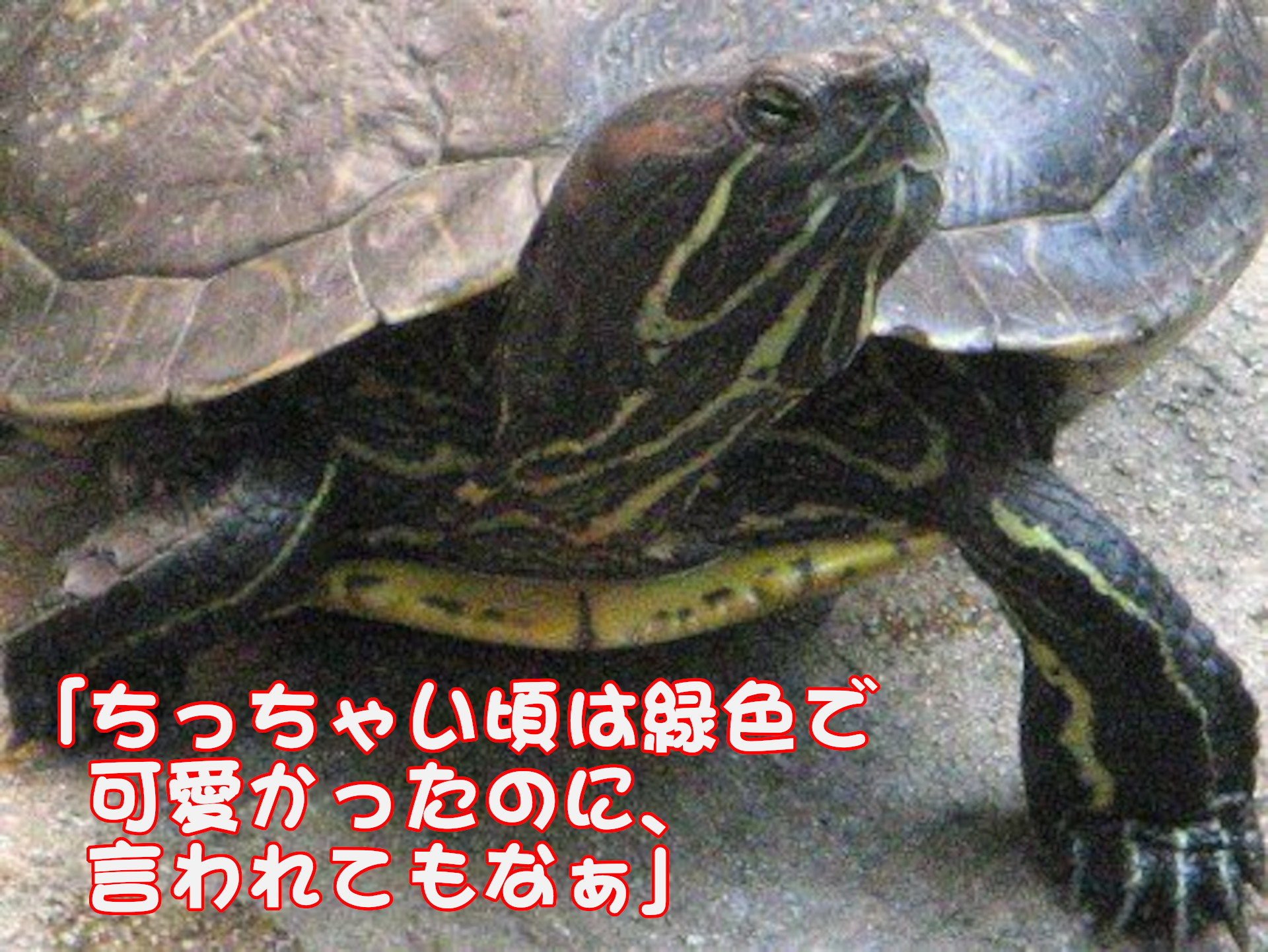 アカミミガネ
「ちっちゃい頃は緑色で可愛かったのに、言われてもなぁ」