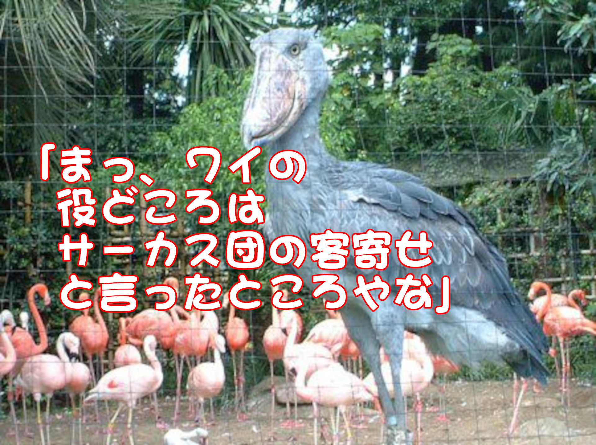 ハシビロコウ
「まっ、ワイの役どころはサーカス団の客寄せと言ったところやな」