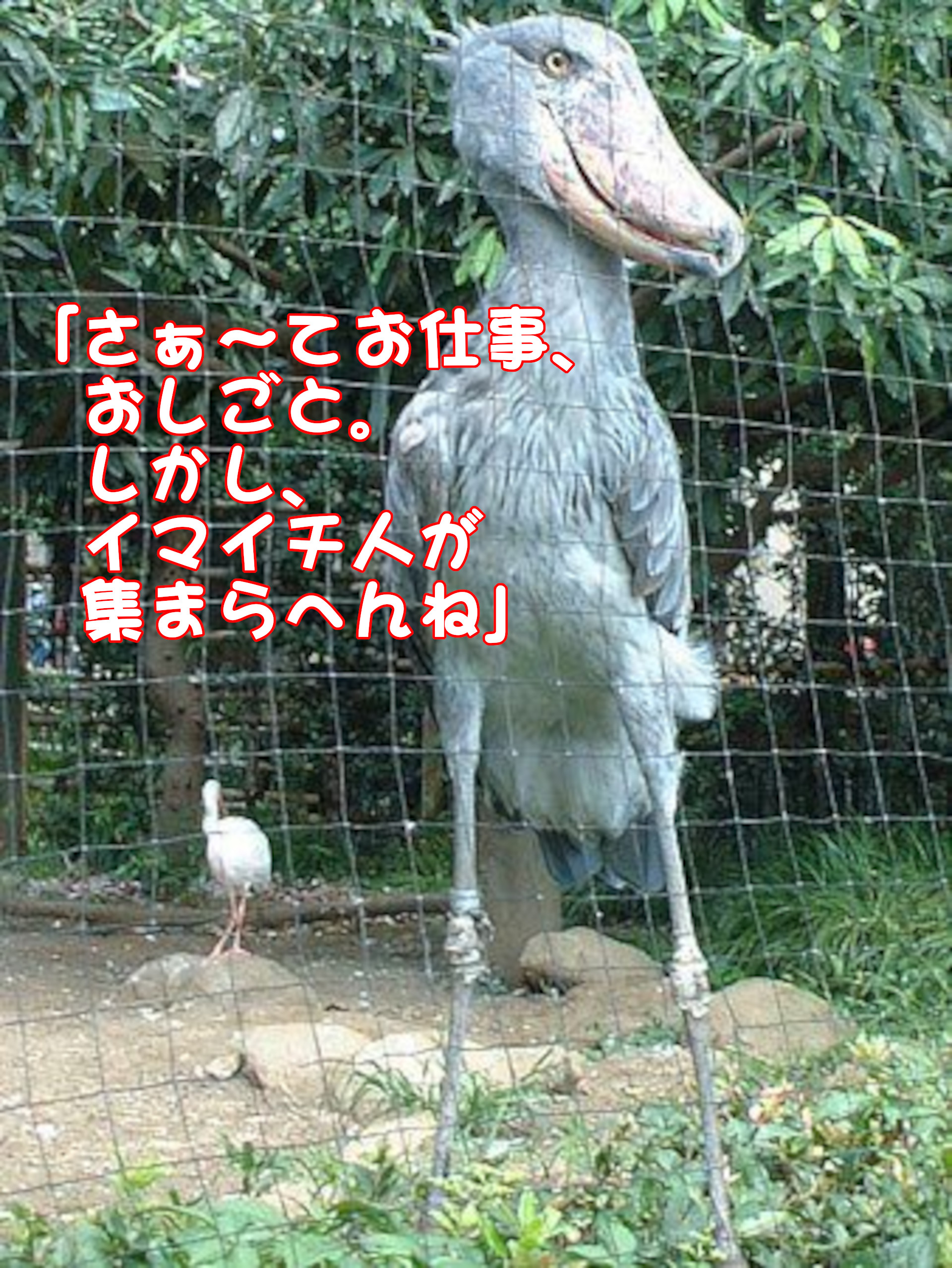 ハシビロコウ
「さぁ～てお仕事、おしごと。しかし、イマイツ人が集まらへんね」