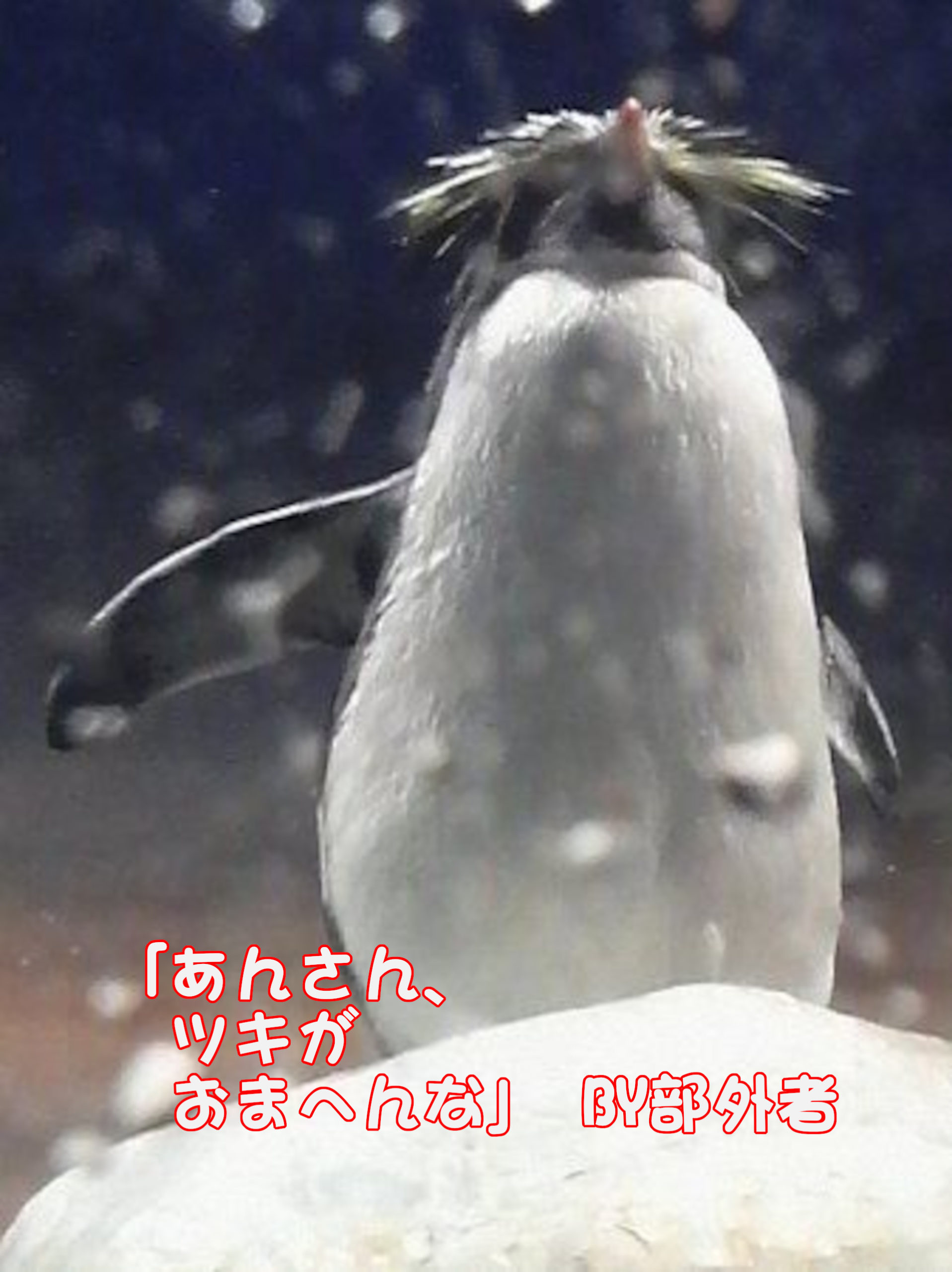 イワトビペンギン
「あんさん、ツキがおまへんな」
BY部外者