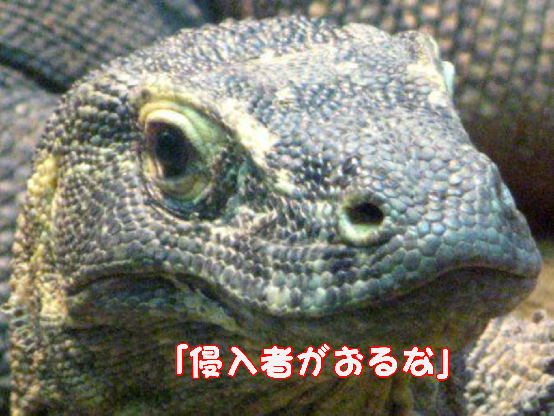 コモドドラゴン
「侵入者がおるな」