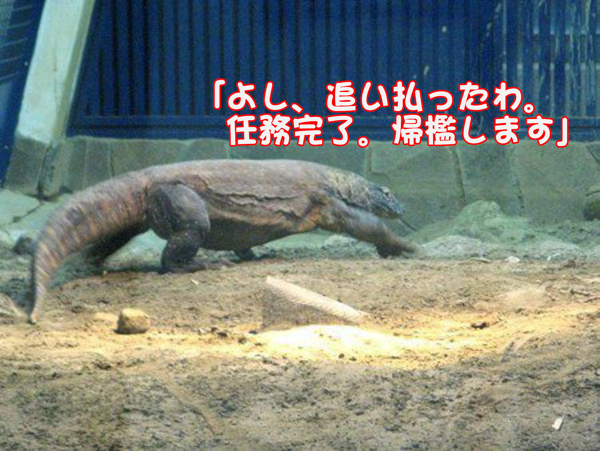 コモドドラゴン
「よし、追い払ったわ。任務完了。帰檻します」
