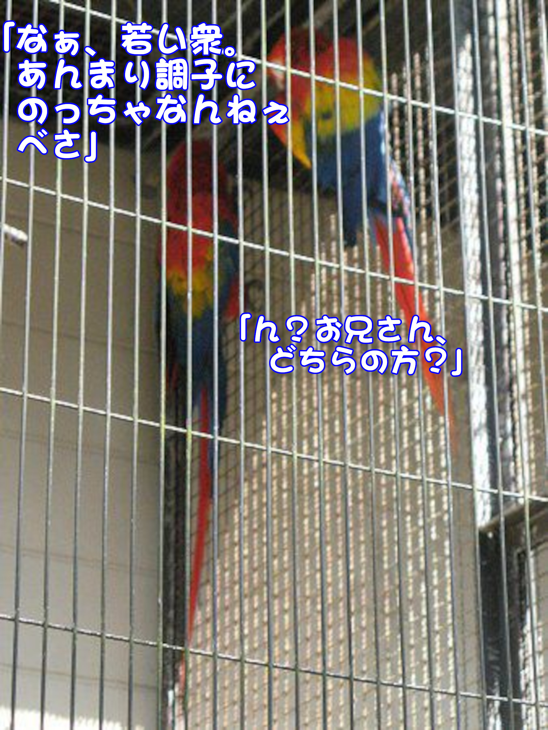 コンゴウインコ
「なぁ、若い衆。あんまり調子にのっちゃなんねぇべさ」
「ん？お兄さん、どちらの方？」