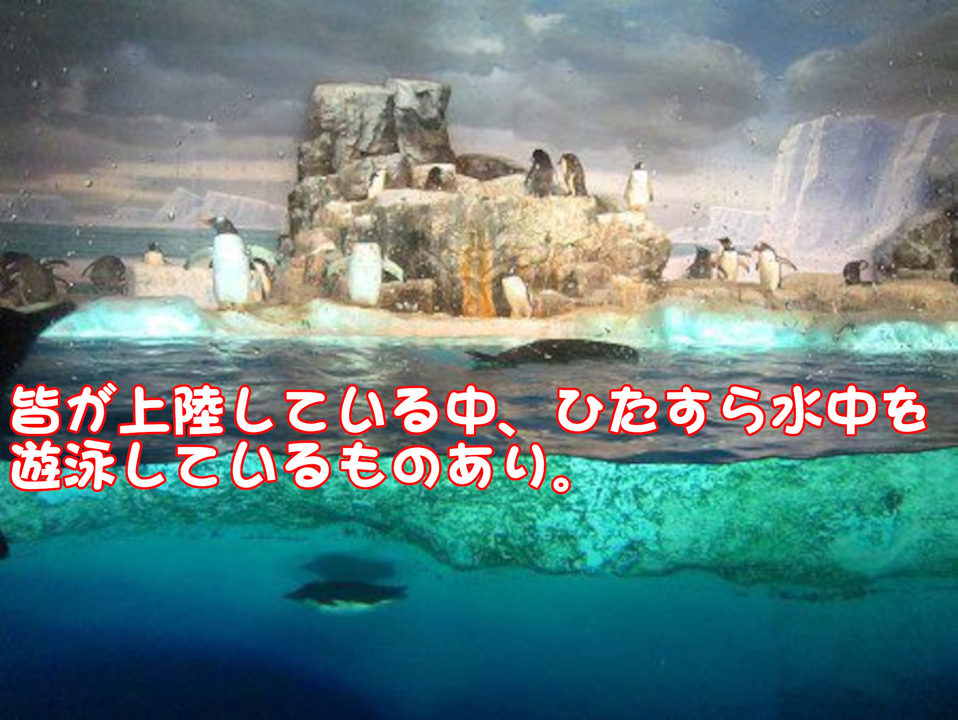 ペンギン
皆が上陸している中、ひたすら水中を遊泳しているものあり。