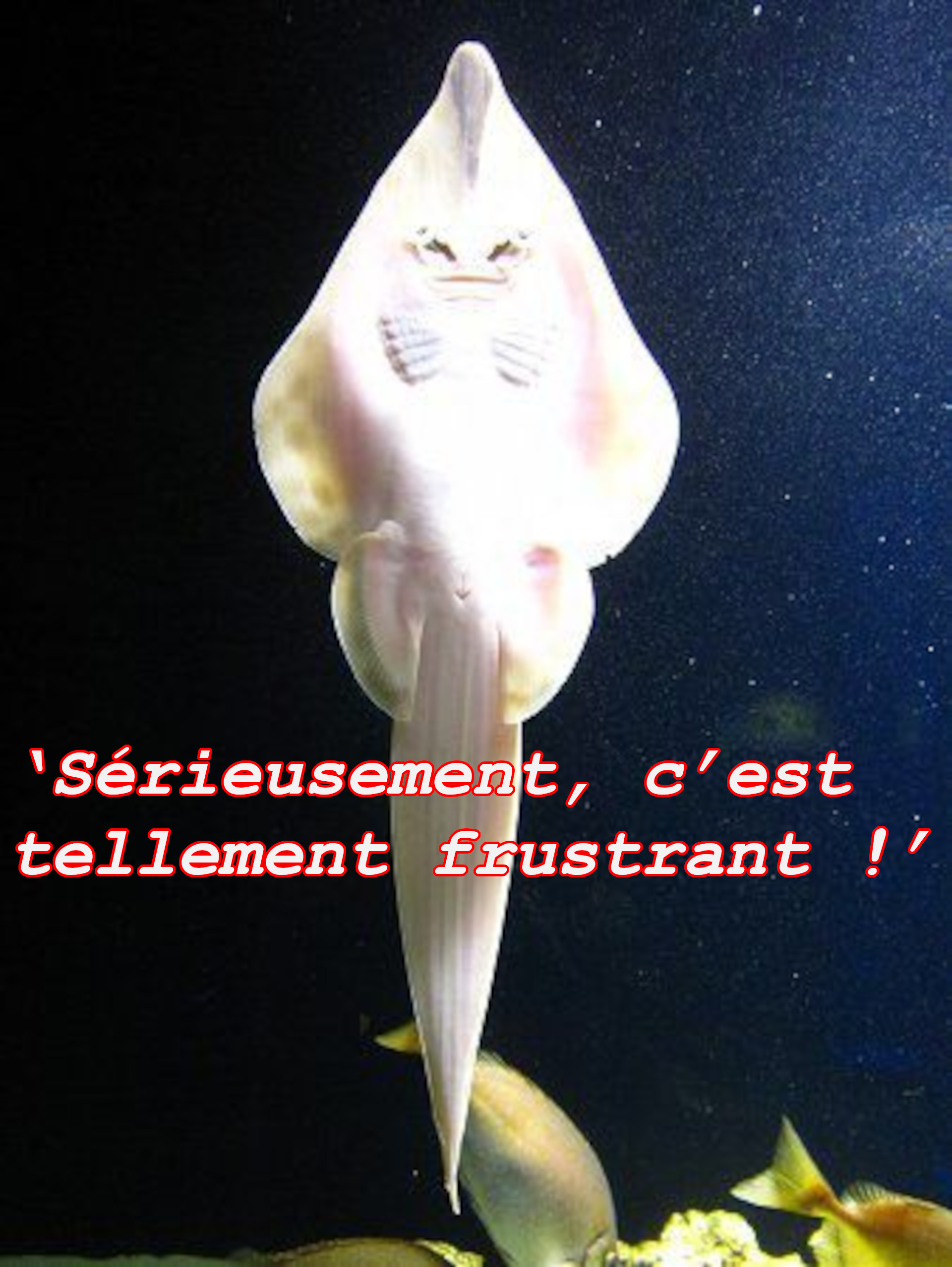 ‘Sérieusement, c’est tellement frustrant !’