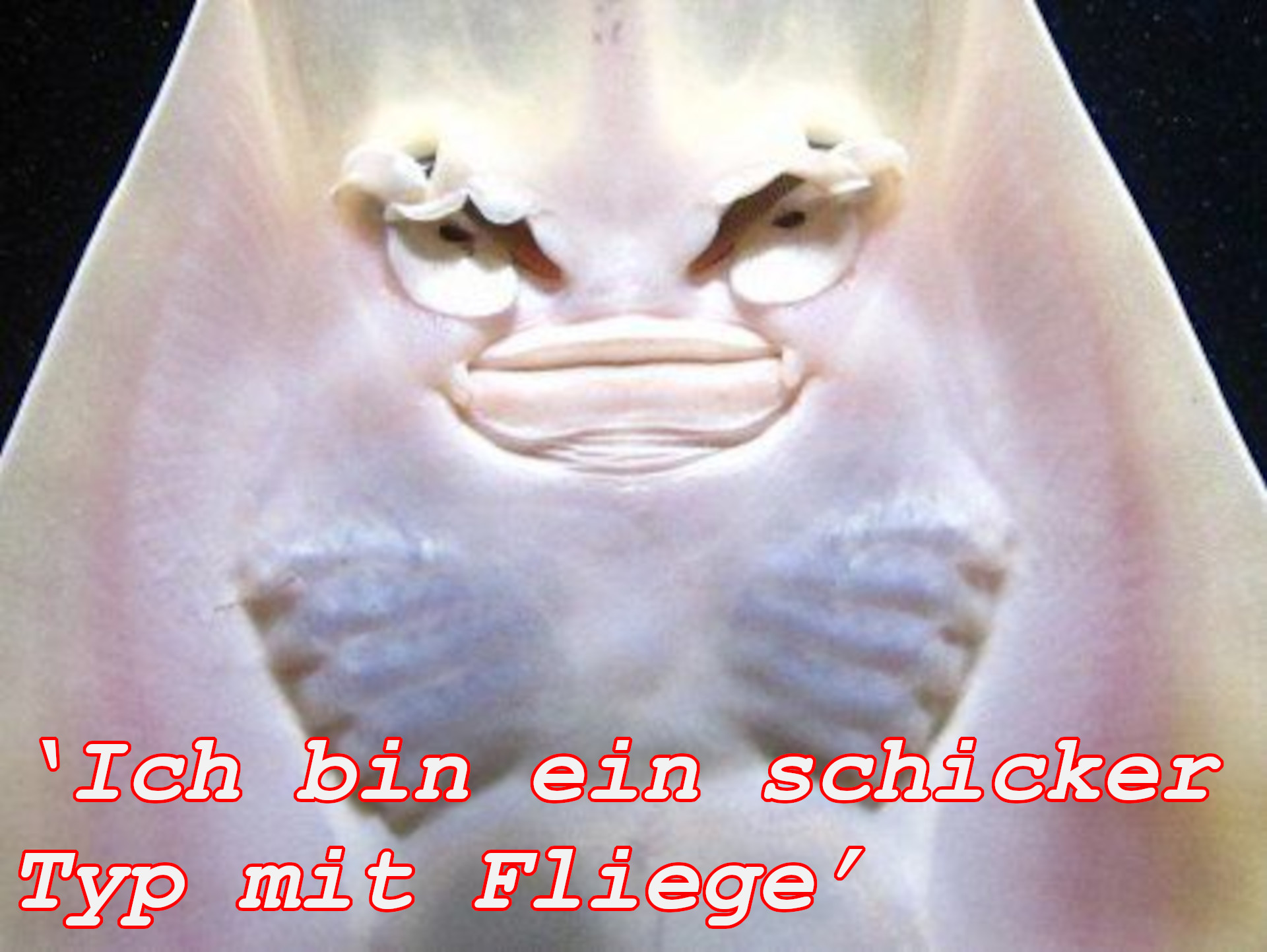 ‘Ich bin ein schicker Typ mit Fliege’