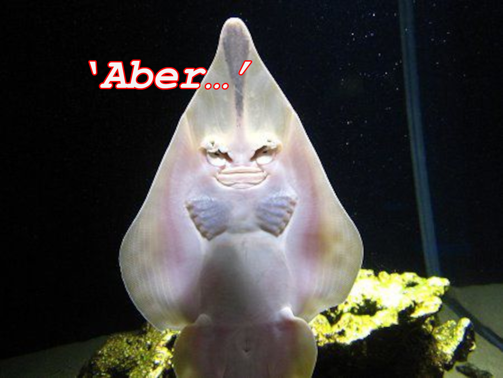 ‘Aber…’