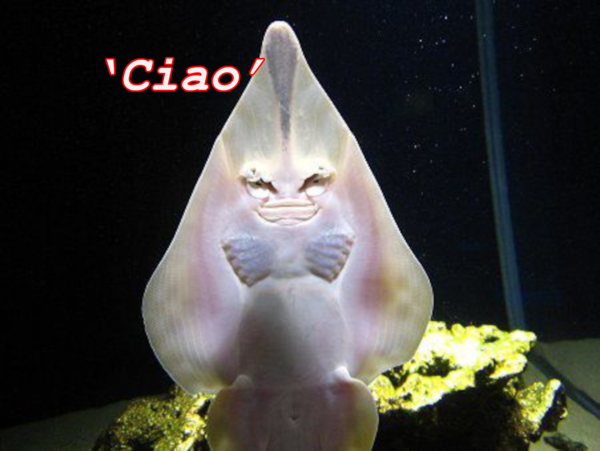 ‘Ciao’