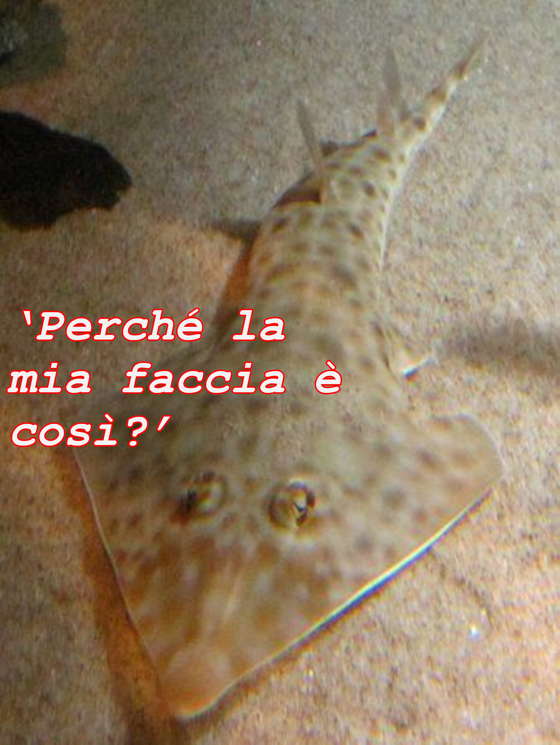 ‘Perché la mia faccia è così?’
