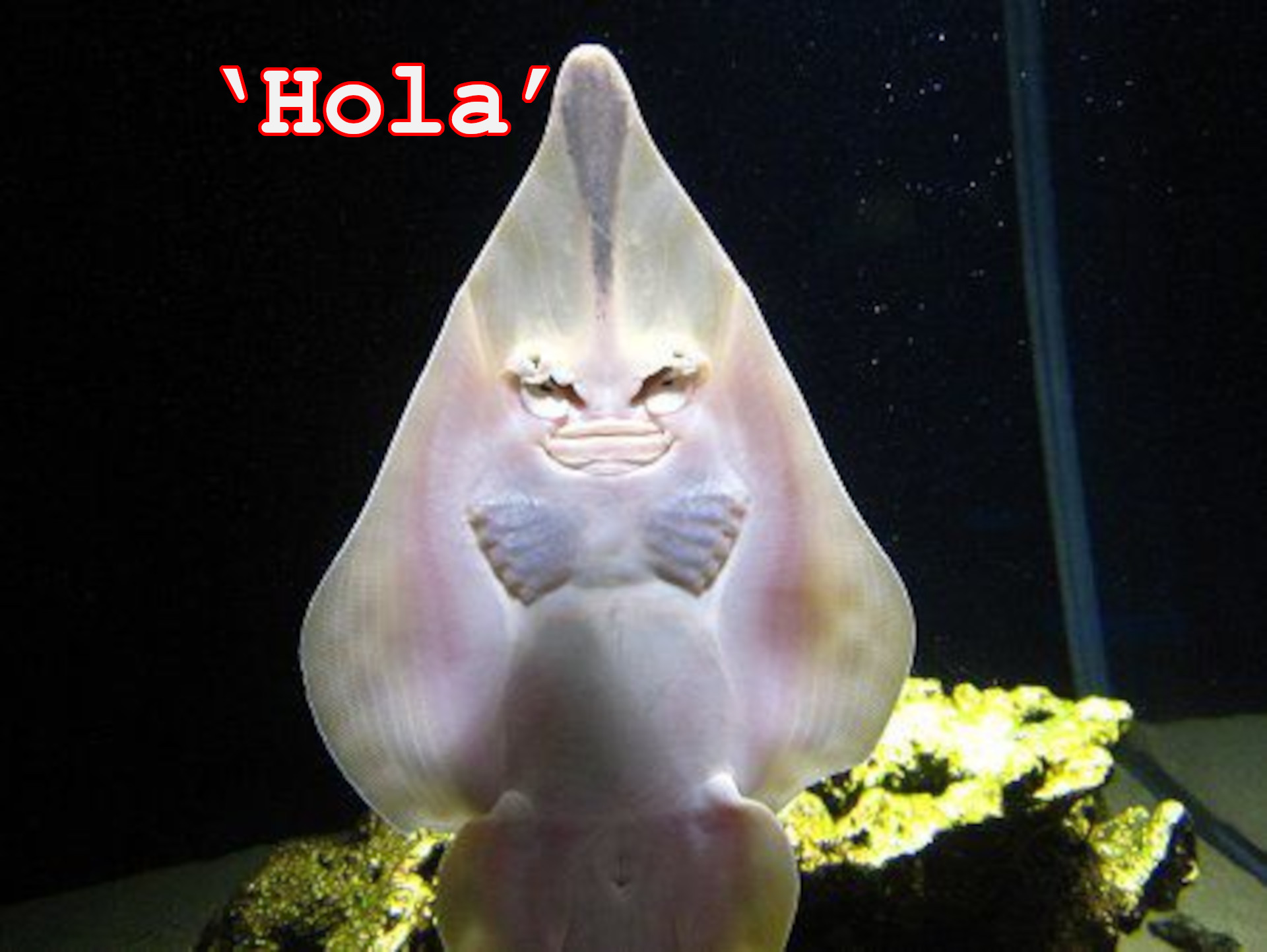 ‘Hola’