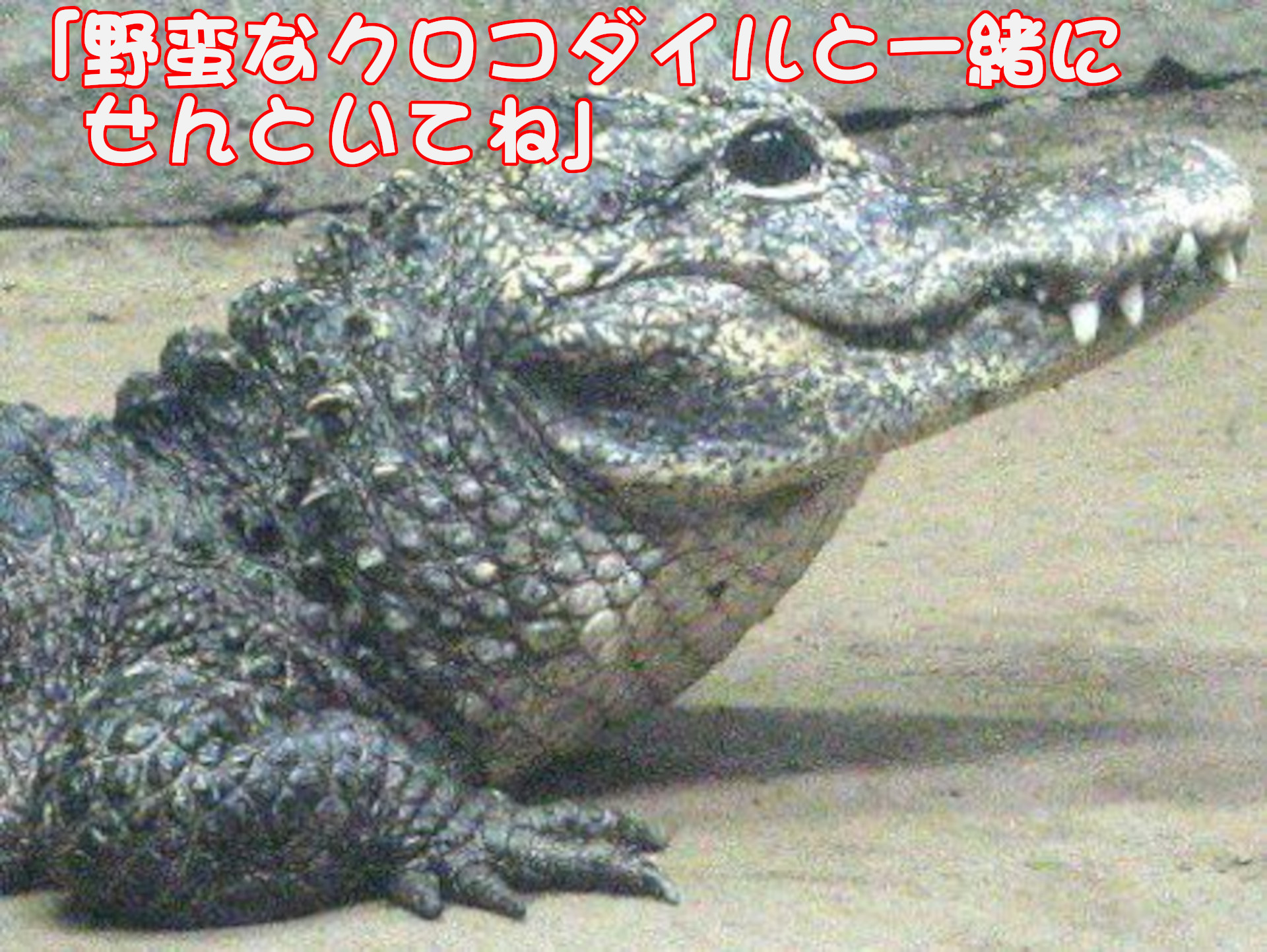 ヨウスコウワニ
「野蛮なクロコダイルと一緒にせんといてね」