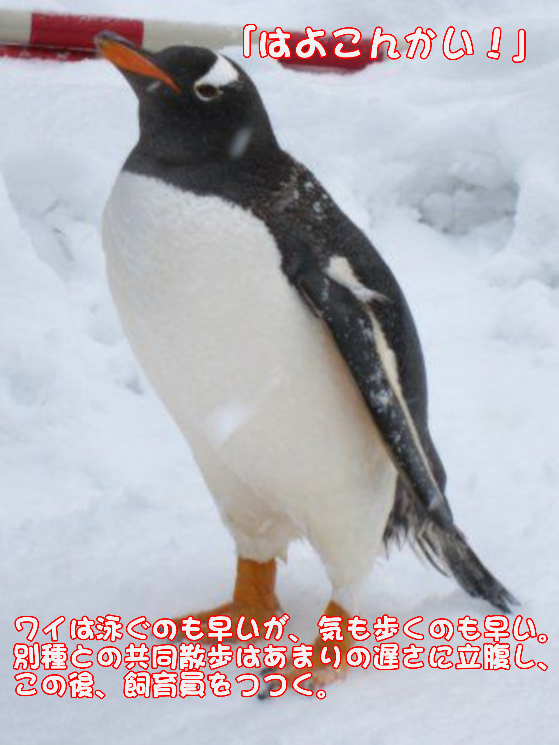ジェンツーペンギン
「はよこんかい！」
ワイは泳ぐのも早いが、気も歩くのも早い。別種との共同散歩はあまりの遅さに立腹し、この後、飼育員をつつく。