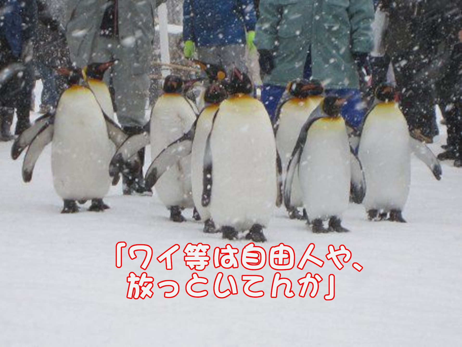 ジェンツーペンギン
「ワイ等は自由人や、放っといてんか」
