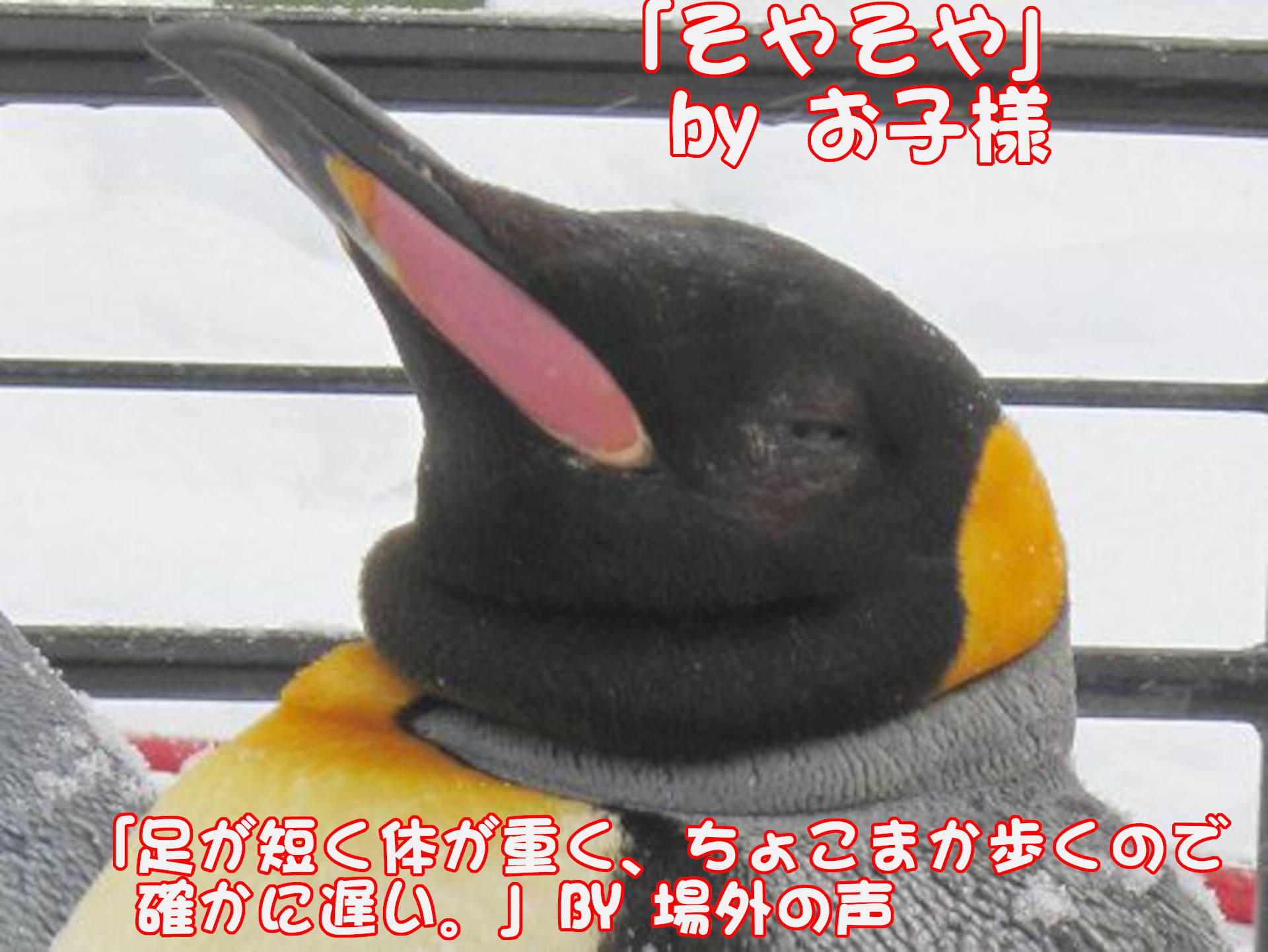 「そよそや」BYお子様
「足が短く体が重く、ちょこまか歩くので確かに遅い。」BY場外の声