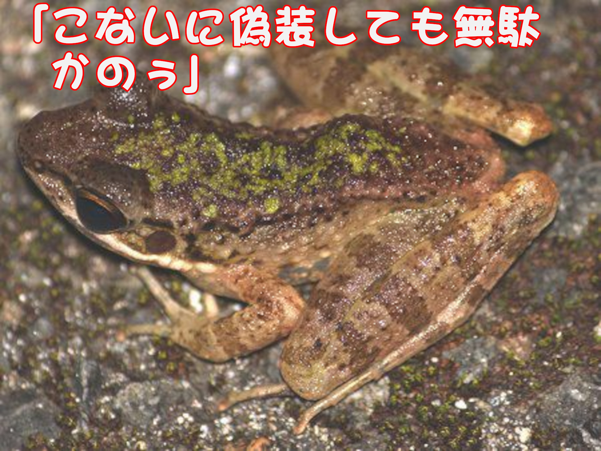 アマミハナサキガエル
「こないに偽装しても無駄かのぅ」