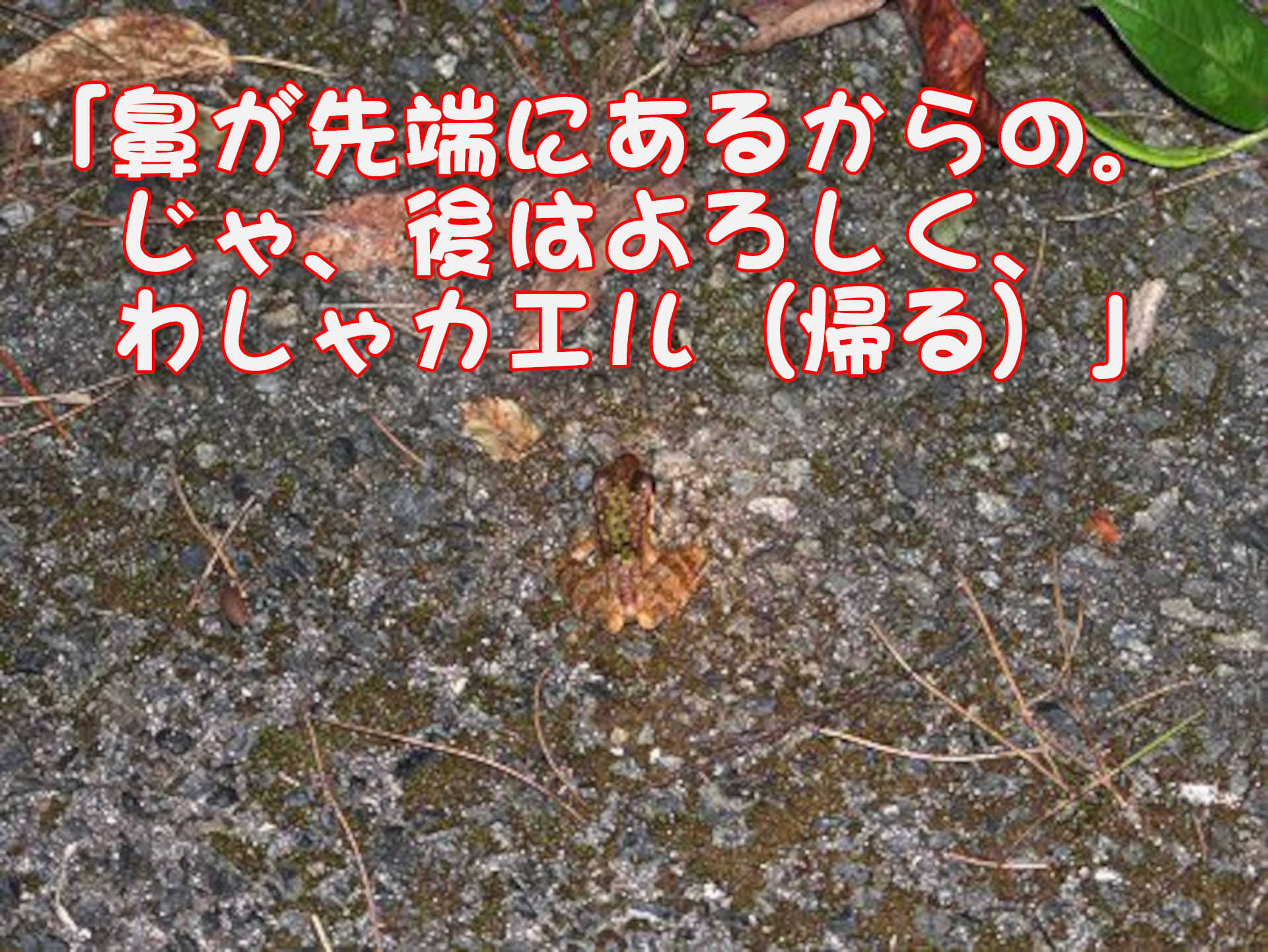 アマミハナサキガエル
「鼻が先端にあるからの。
じゃ、後はよろしく、
わしゃカエル（帰る）」