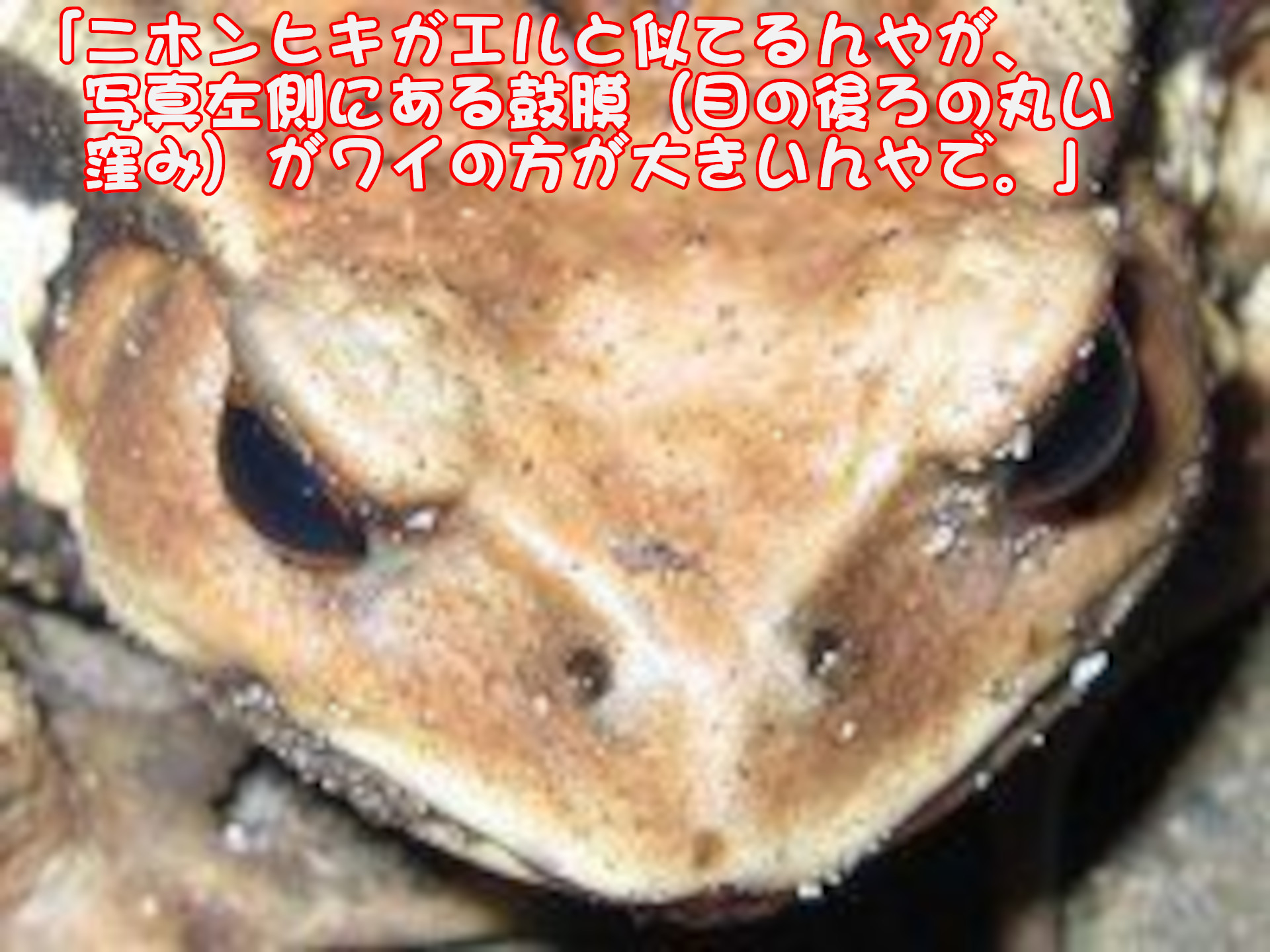 アズマヒキガメル
「ニホンヒキガエルと似てるんやが、写真左側にある鼓膜（目の後ろの丸い窪み）がワイの方が大きいんやで。」