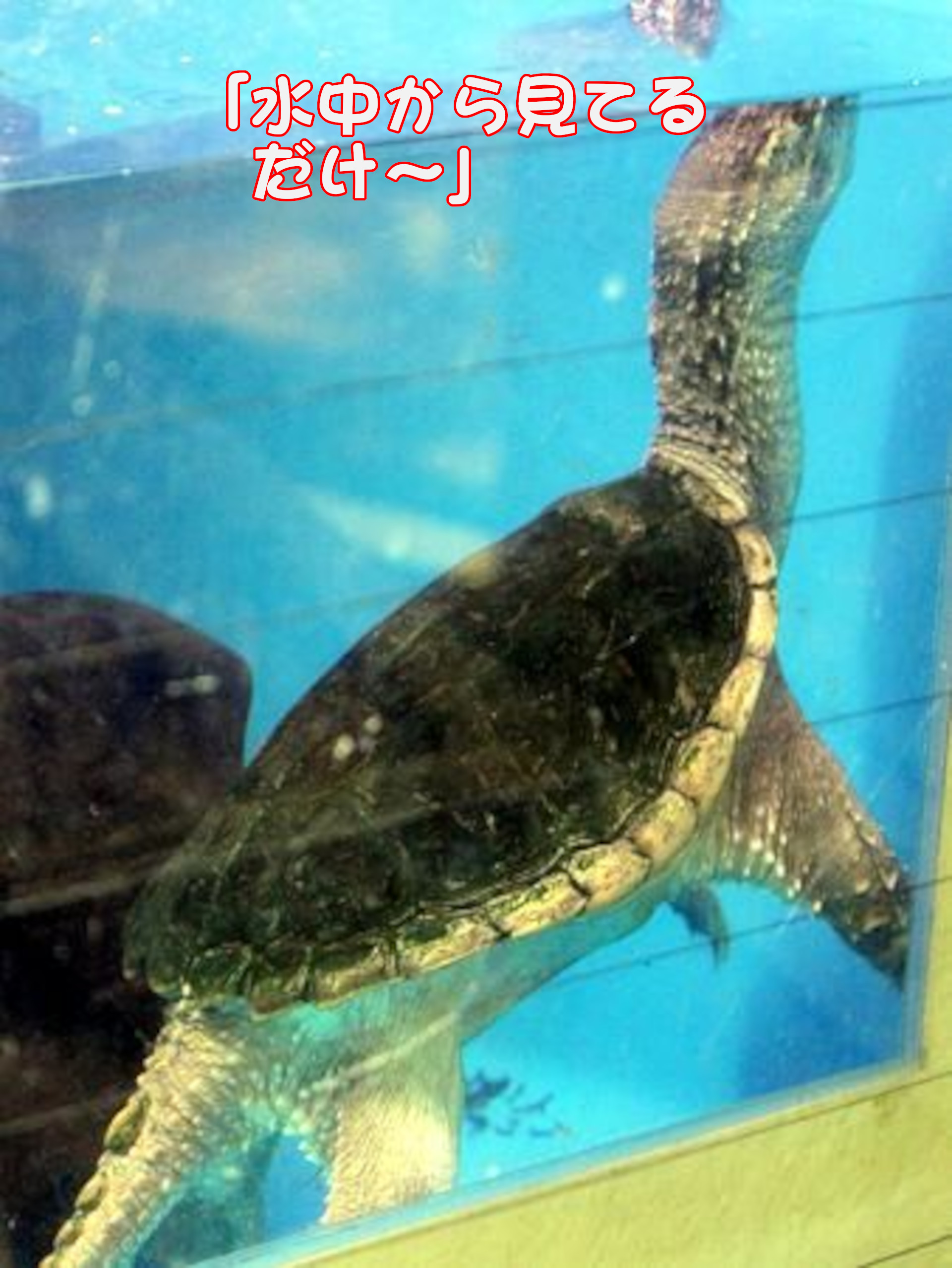 カミツキガメ
「水中から見てるだけ～」