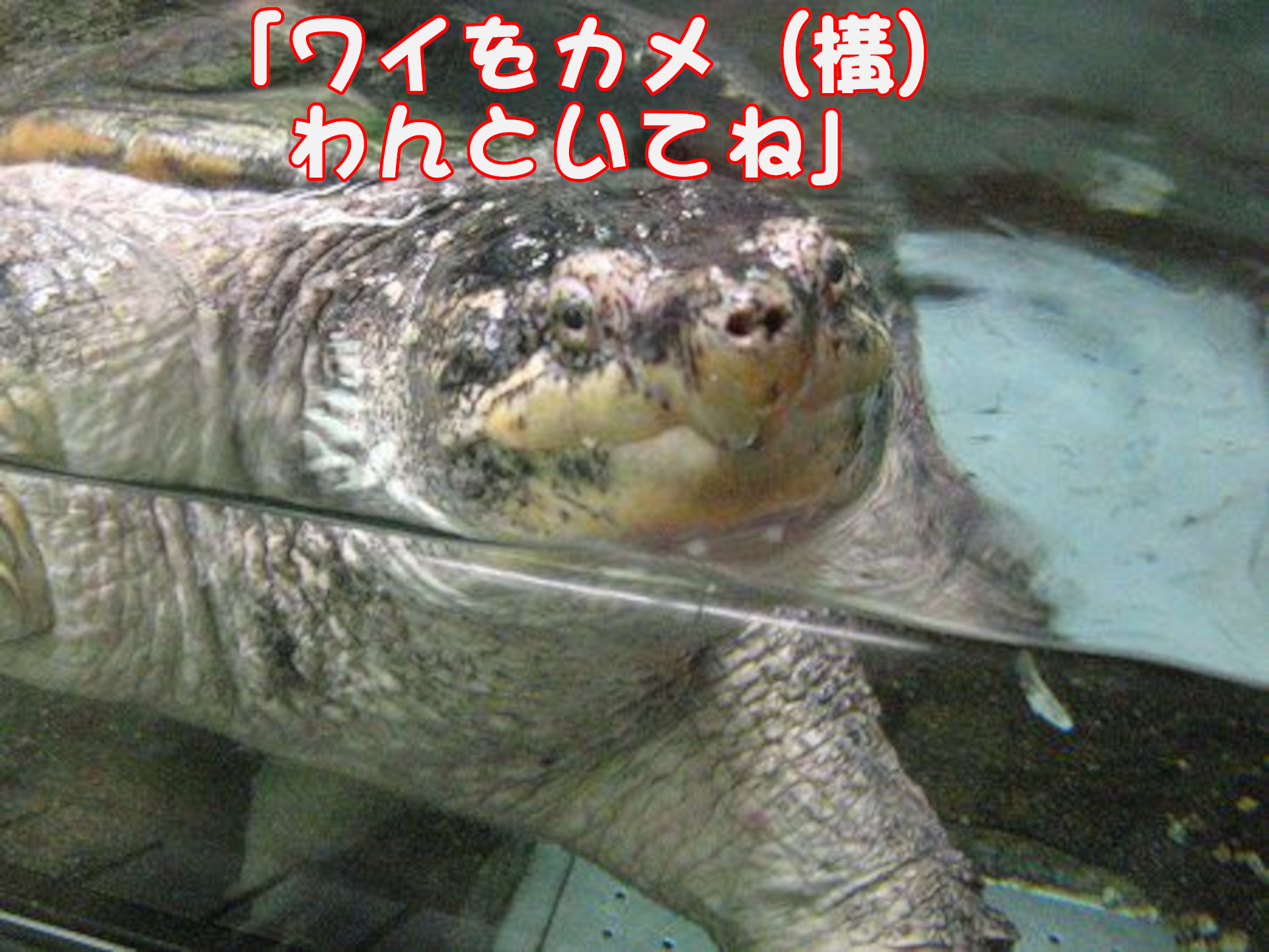 カミツキガメ
「ワイをカメ（構）わんといてね」