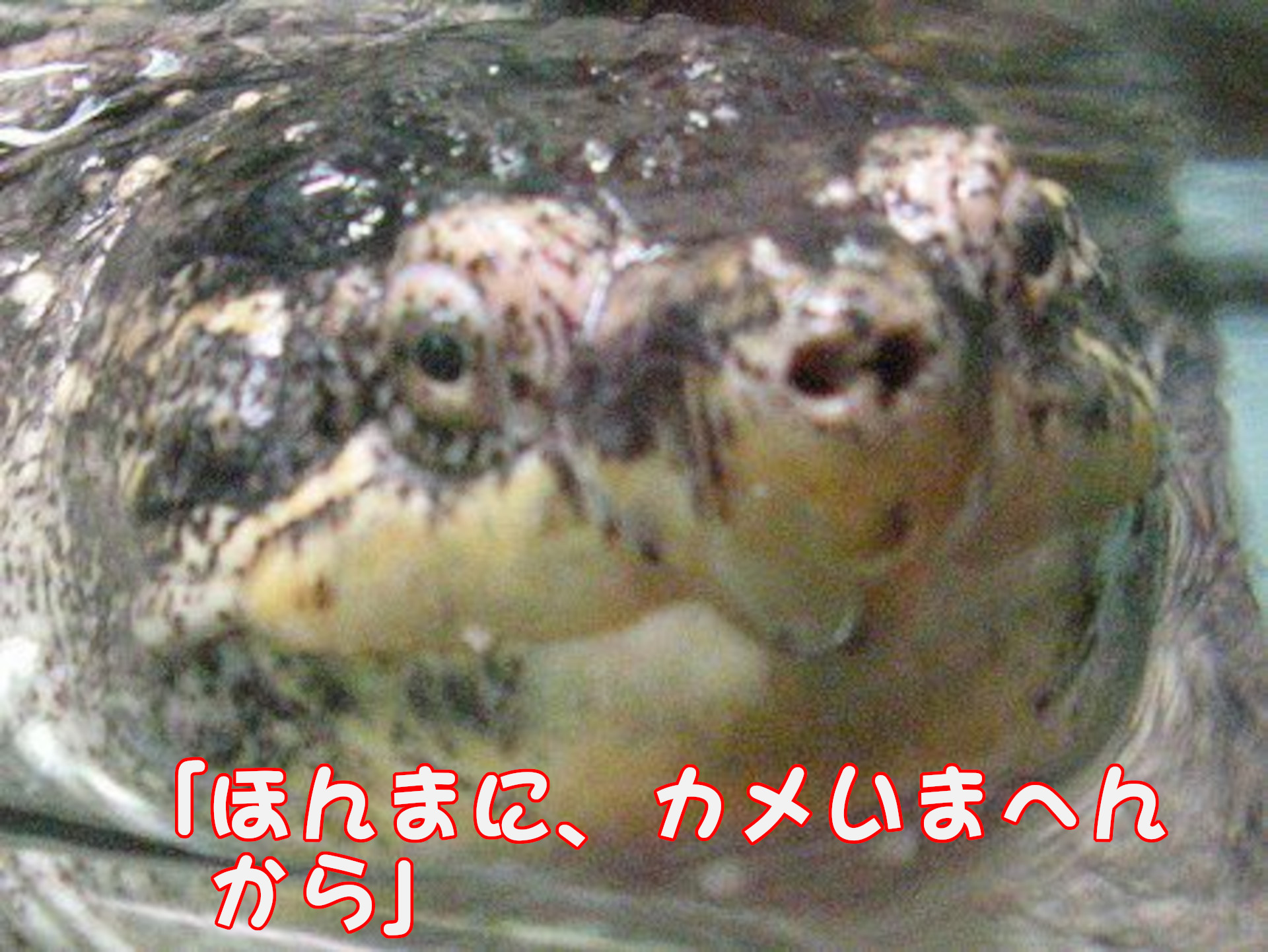 カミツキガメ
「ほんまに、カメいまへんから」