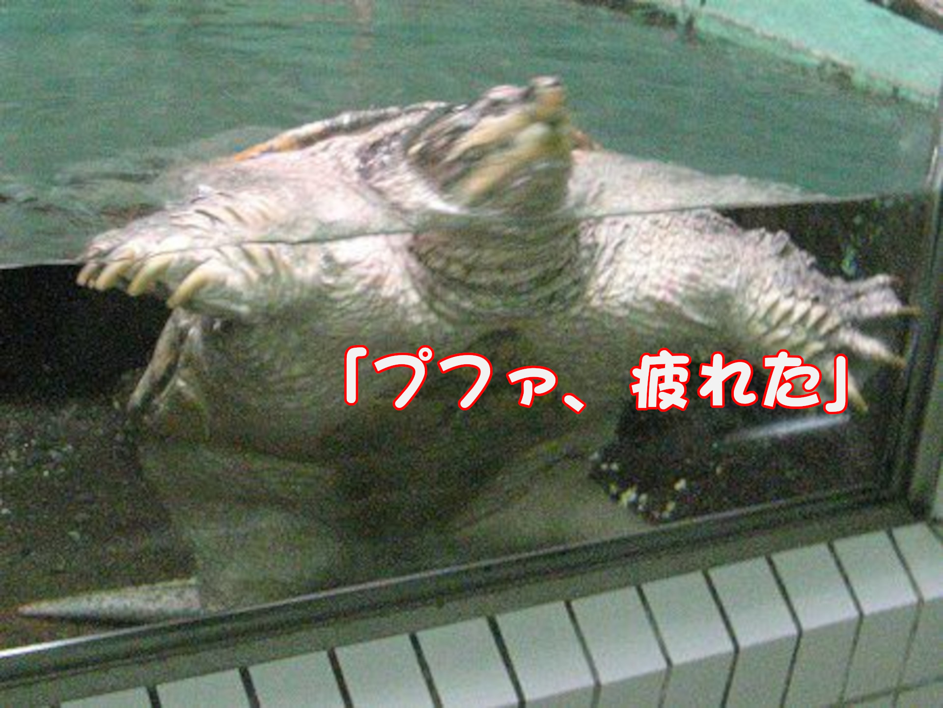 カミツキガメ
「プファ、疲れた」