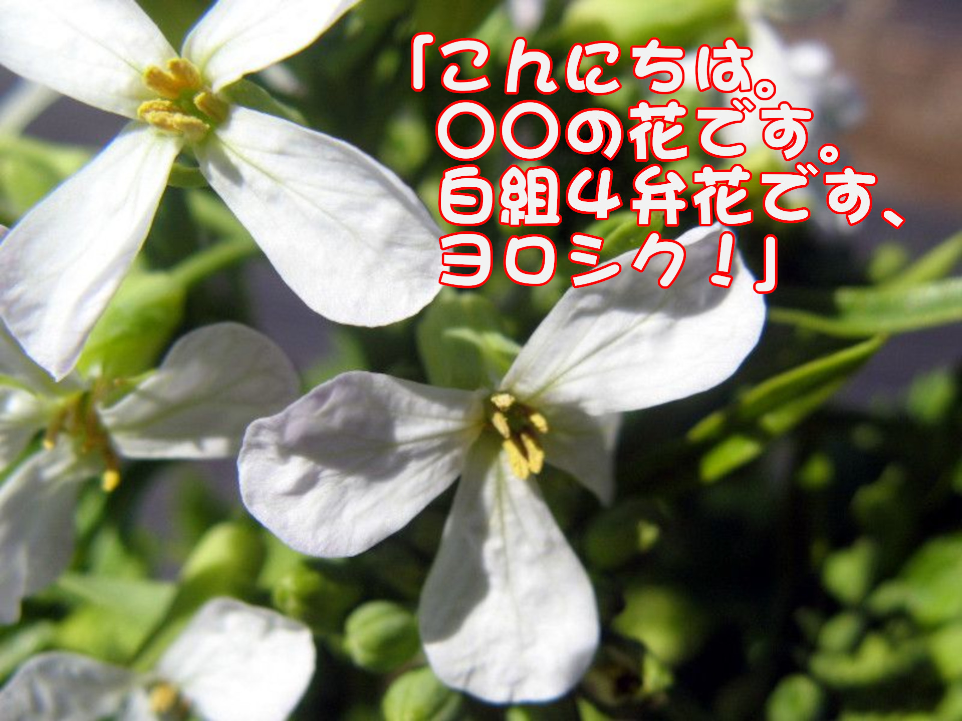 ダイコン「こんにちは。○○の花です。白組４弁花です、ヨロシク！」