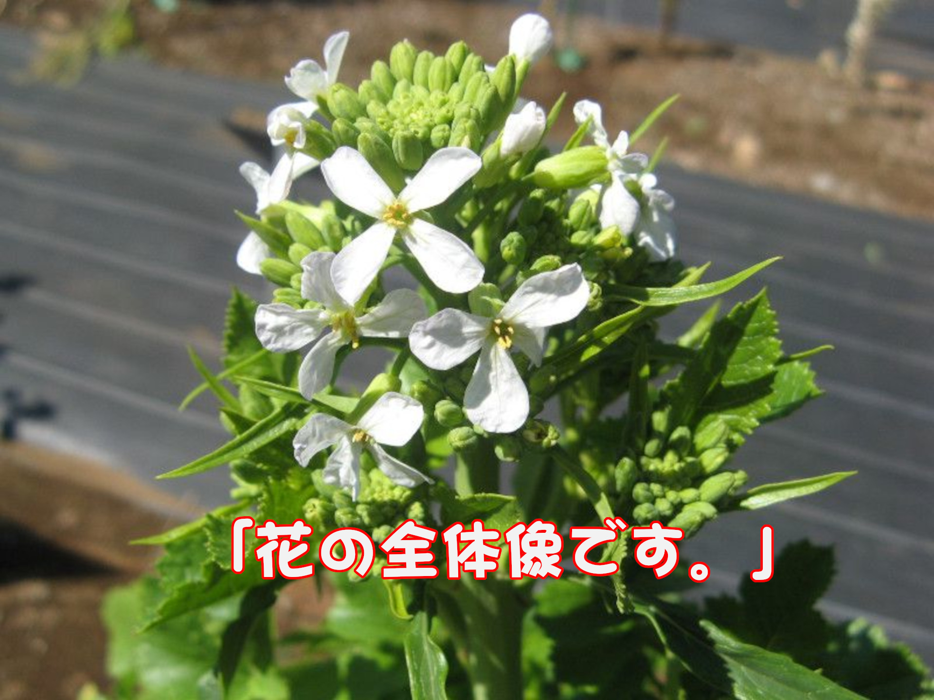 ダイコン「花の全体像です。」