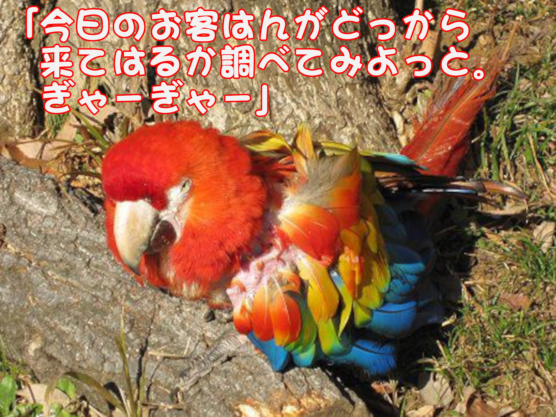 コンゴウインコ（金剛インコ）
「今日のお客はんがどっから来てはるか調べてみよっと。
ぎゃーぎゃー」