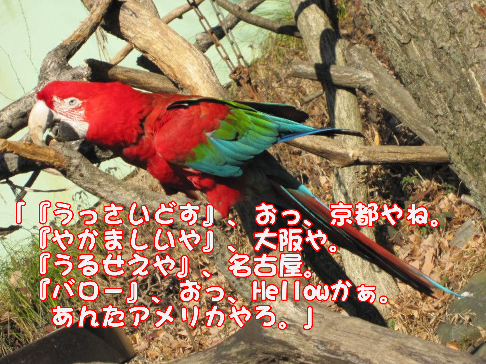 コンゴウインコ（金剛インコ）
「『うっさいどす』、おっ、京都やね。『やかましいや』、大阪や。
『うるせえや』、名古屋。
『バロー』、おっ、Hellowかぁ。あんたアメリカやろ。」