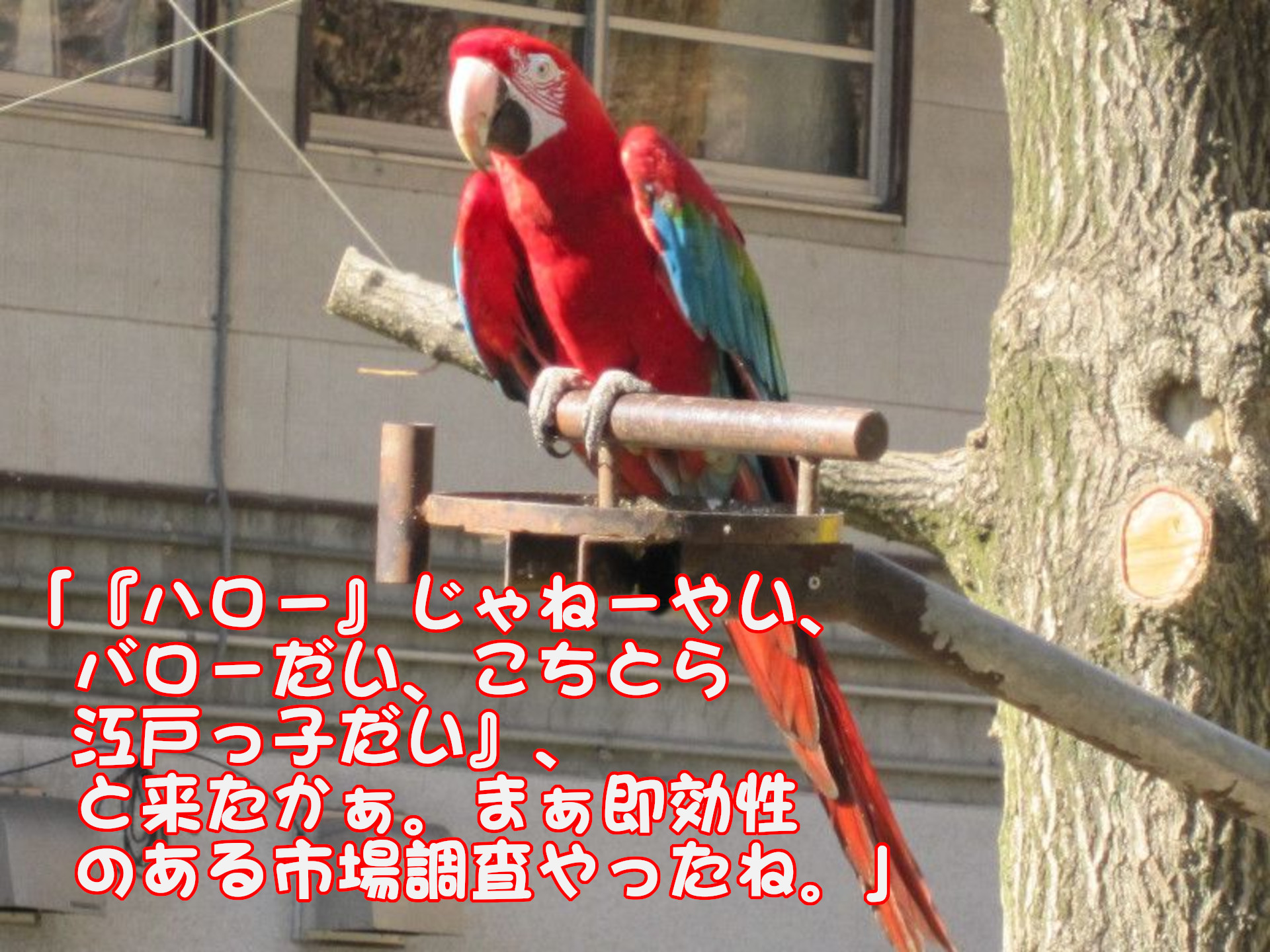 コンゴウインコ（金剛インコ）
「『ハロー』じゃねーやい、バローだい、こちとら江戸っ子だい』
と来たかぁ。まぁ即効性のある市場っ調査やったね。