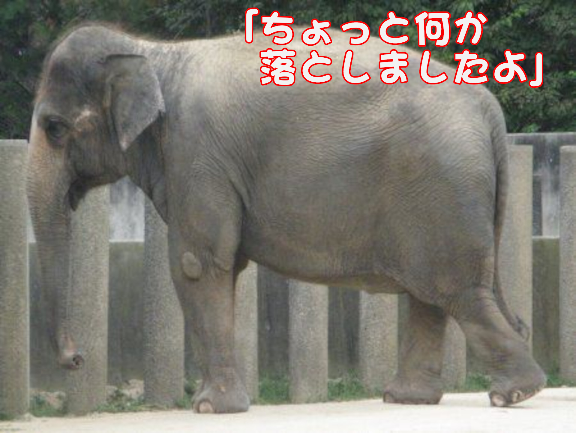 アジアゾウ「ちょっと何か落としましたよ」