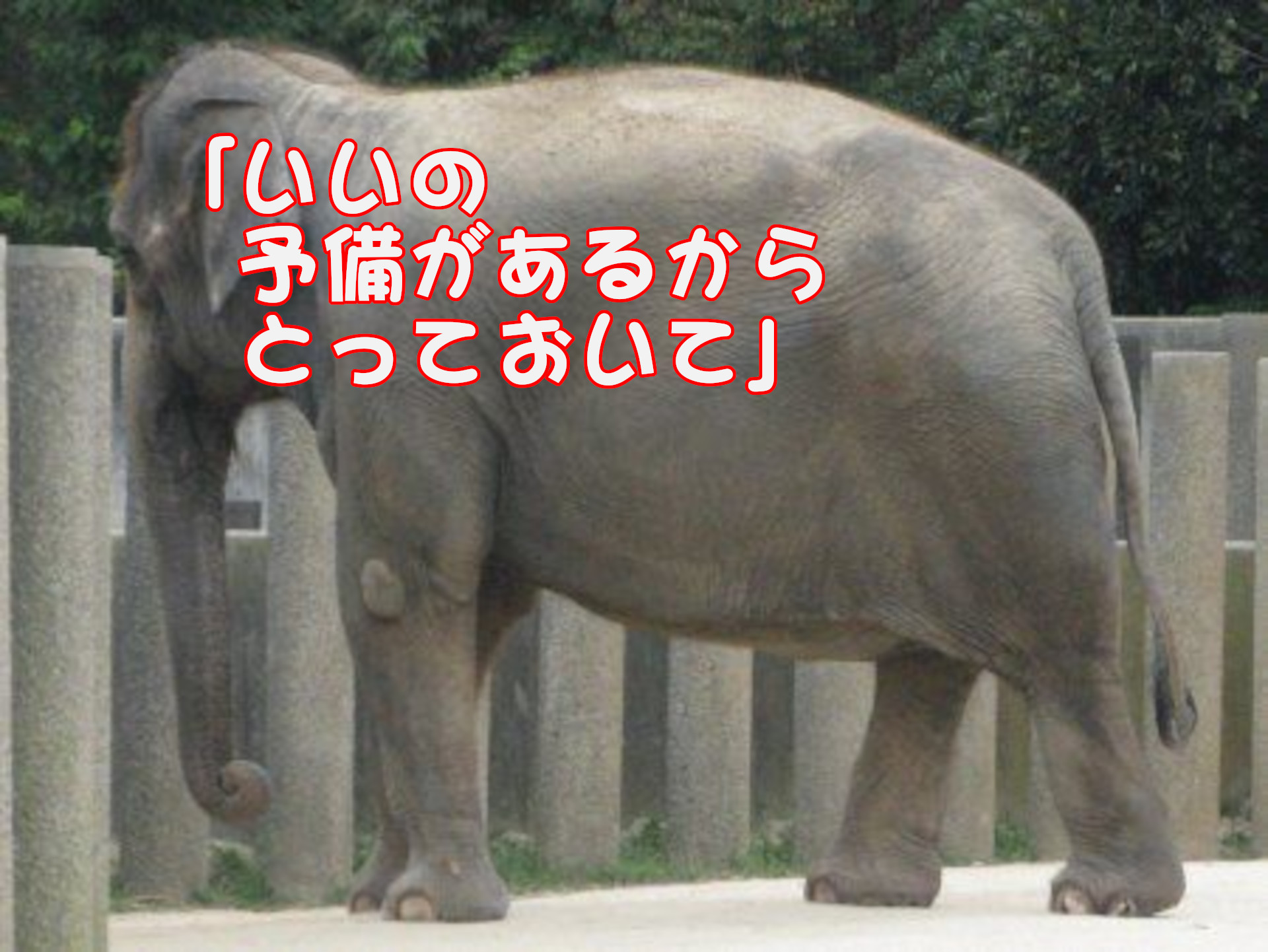 アジアゾウ「いいの予備があるからとっておいて」