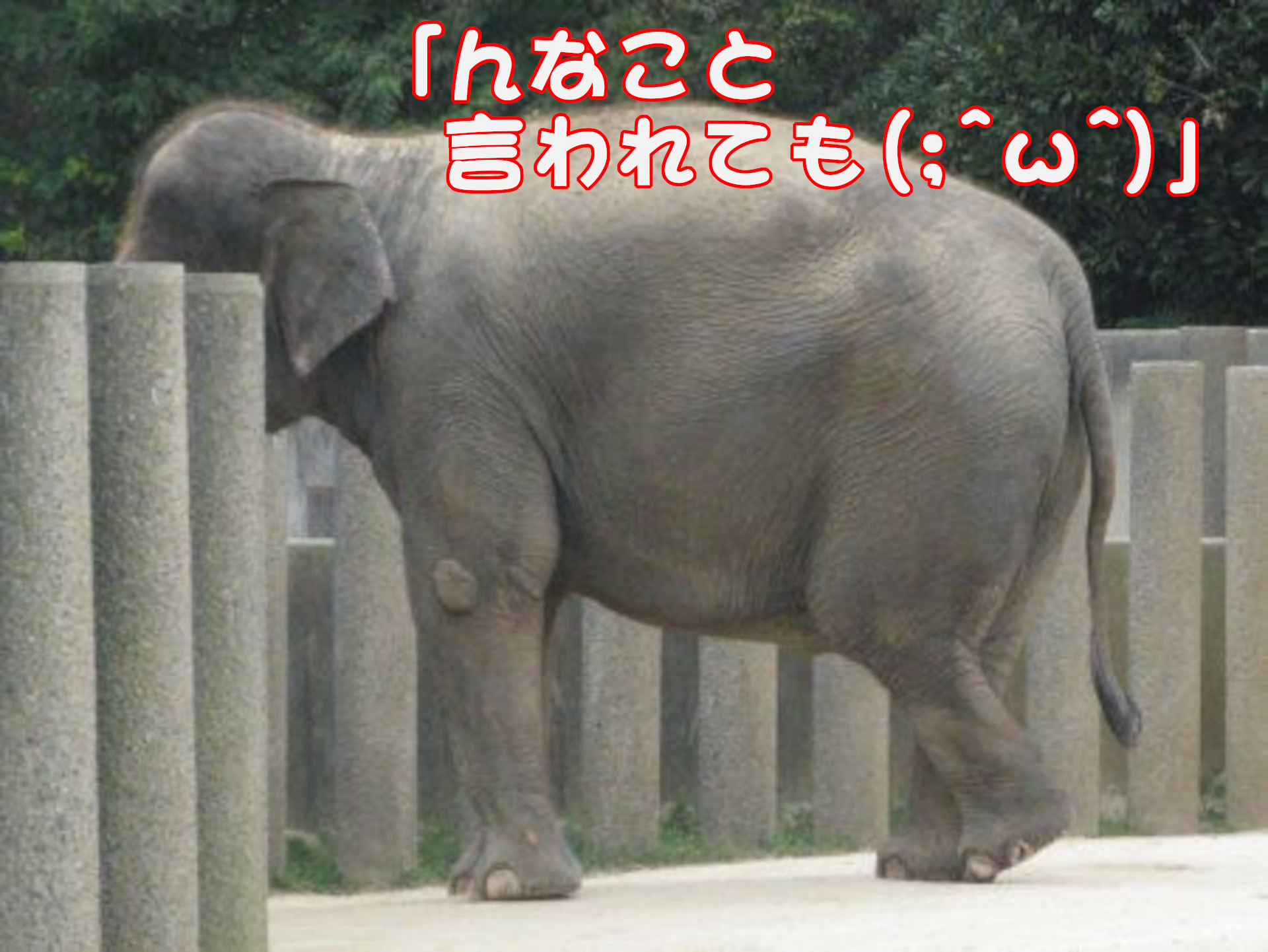 アジアゾウ
「んなこと言われても」