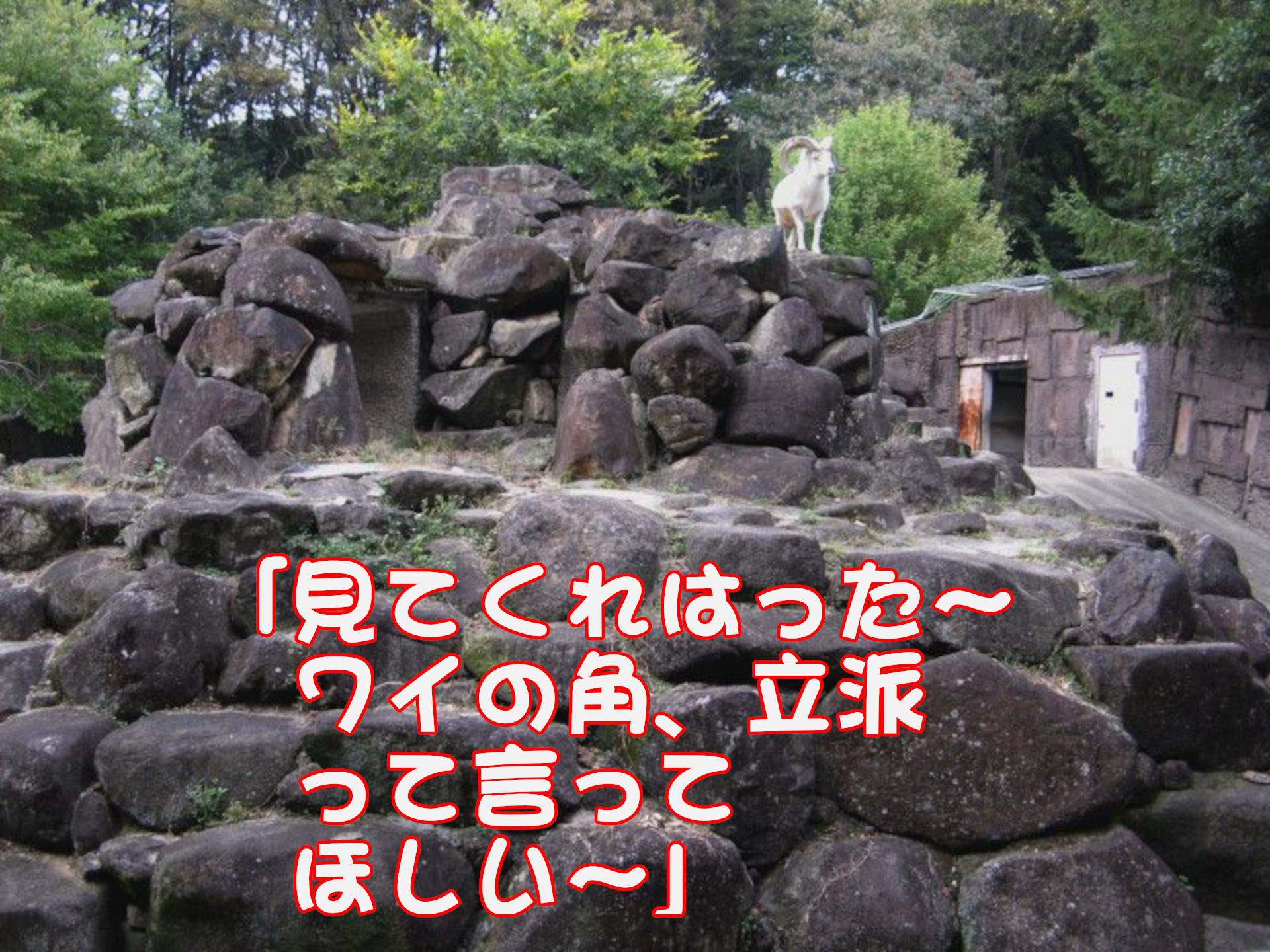 ドールシープ
「見てくれはった～
ワイの角、立派って言ってほしい～」