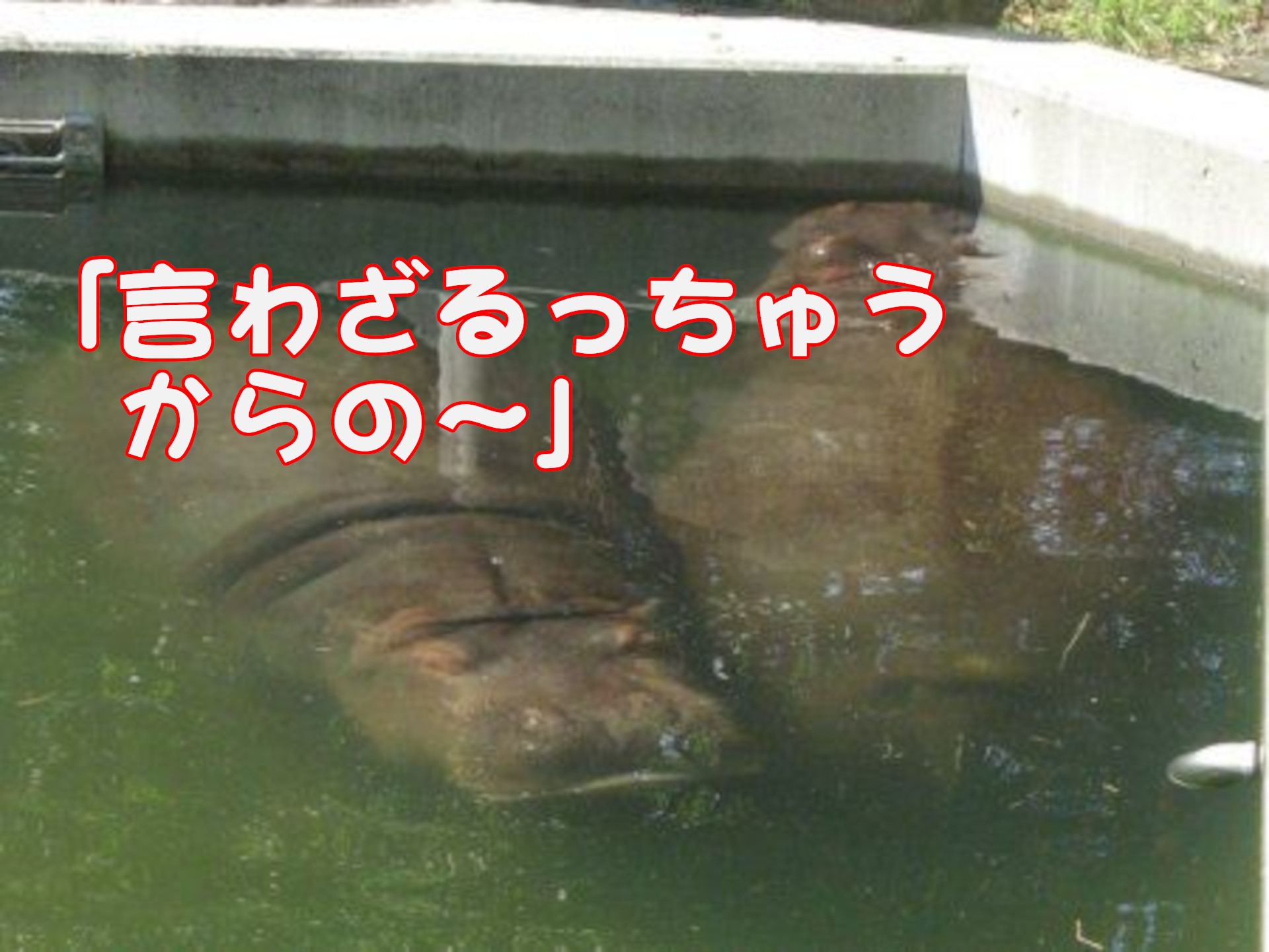 カバ「言わざるっちゅうからの～」