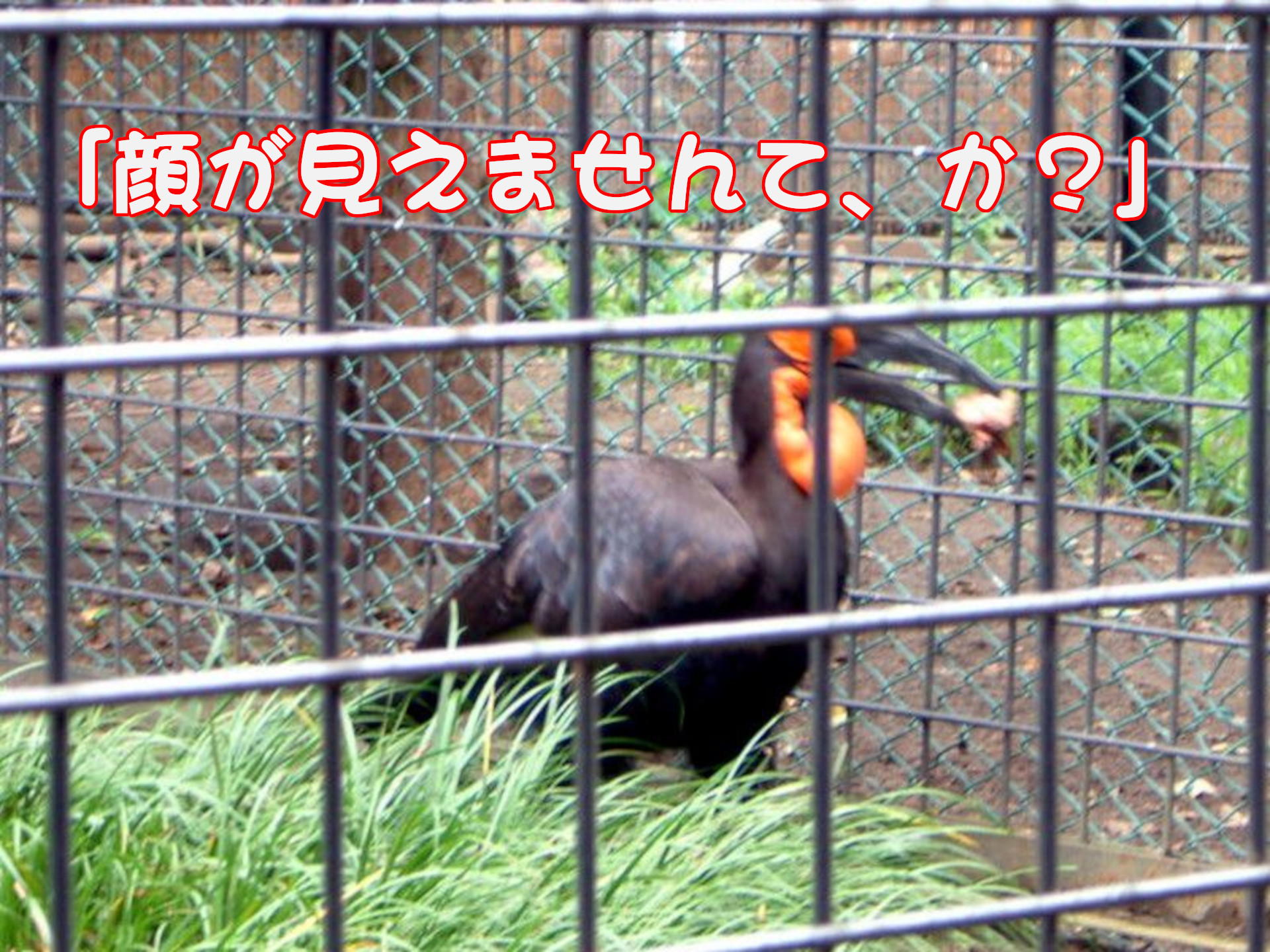 ミナミジサイチョウ
「顔が見えませんて、か？」