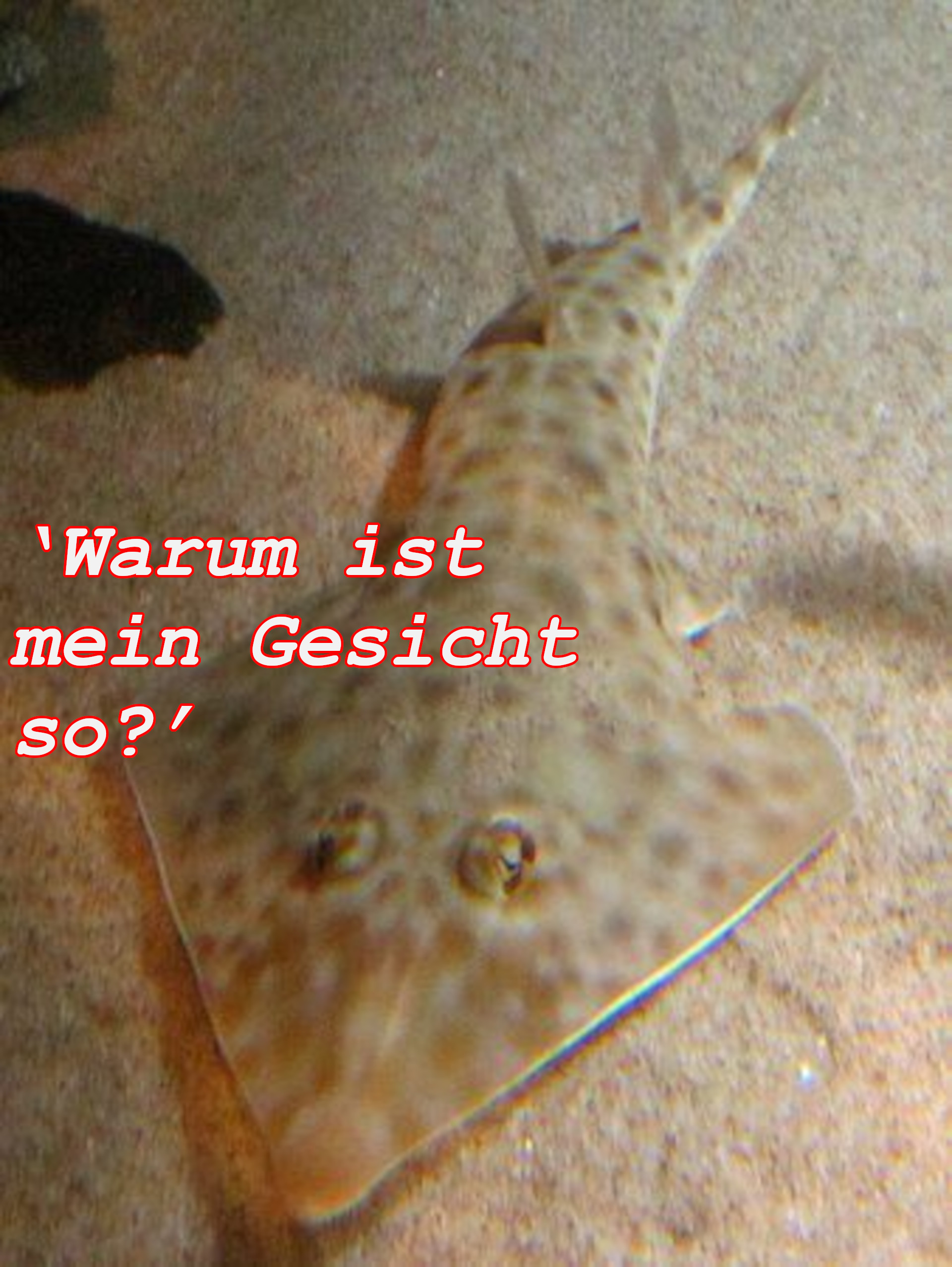 Warum ist mein Gesicht so?