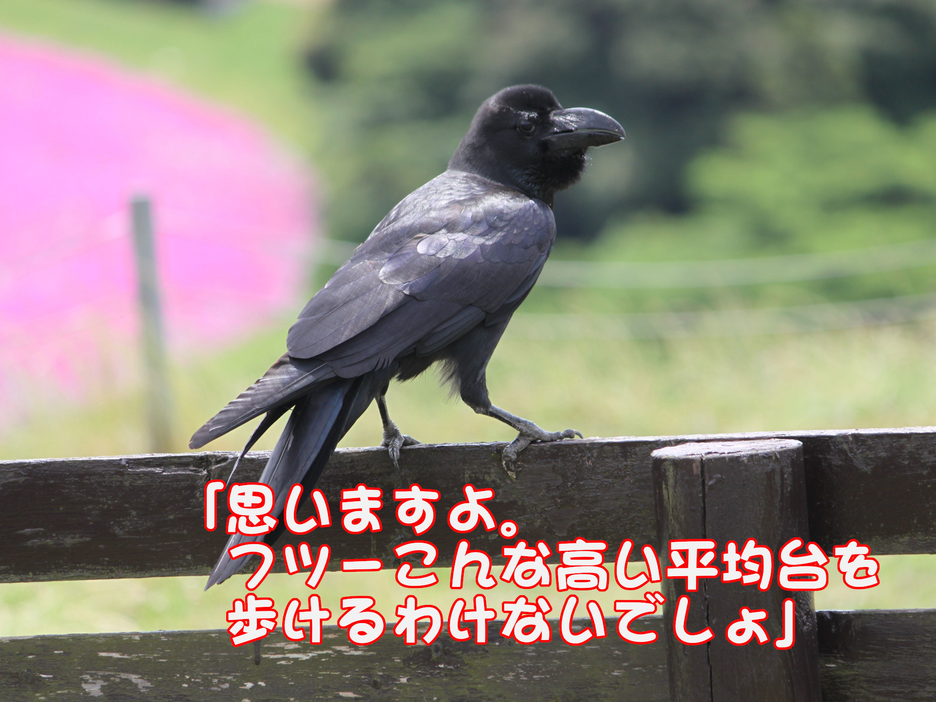 ヤギ
「思いますよ。フツーこんな高い平均台を歩けるわけないでしょ」