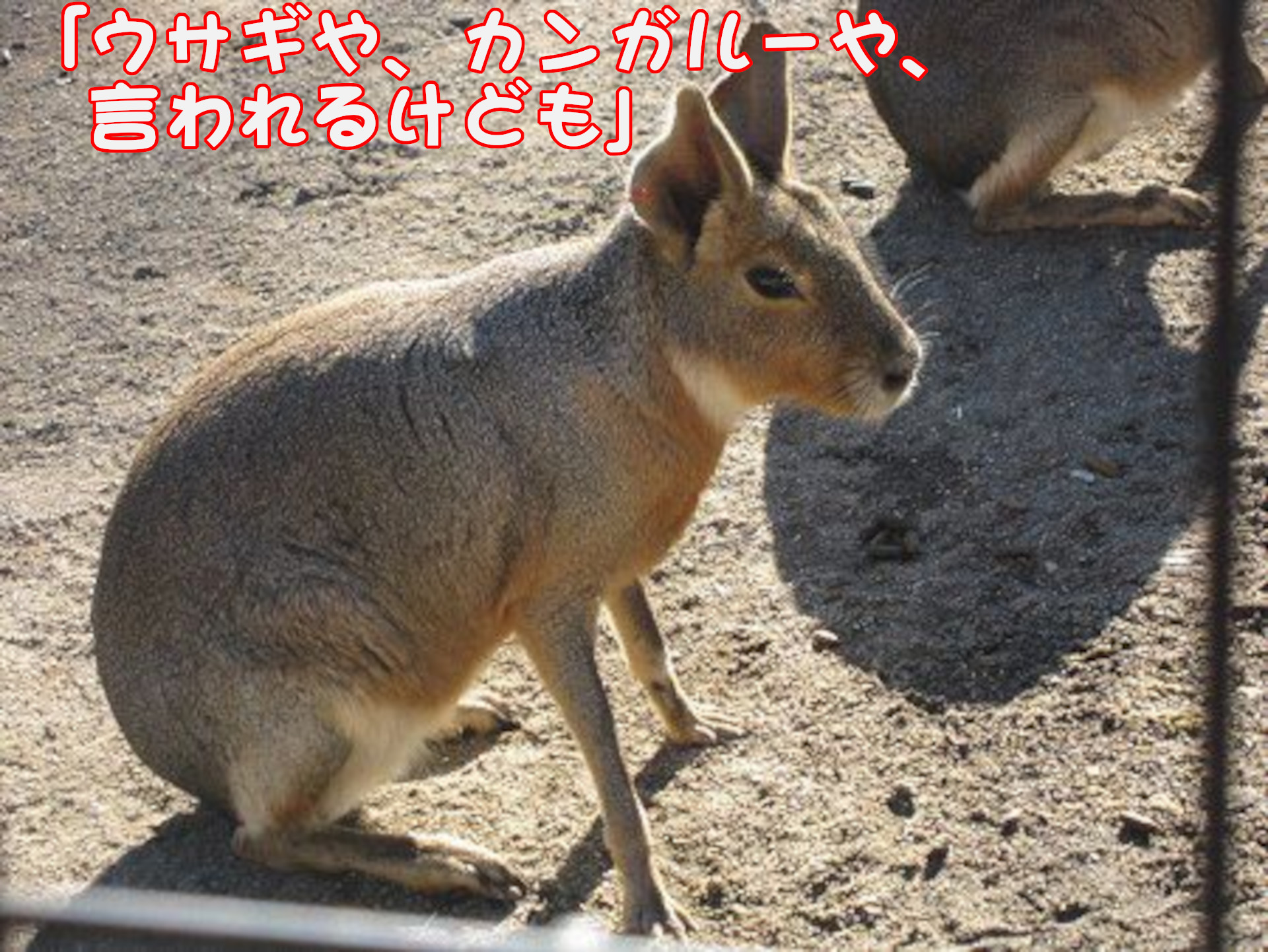 マーラ
「ウサギや、カンガルーや、言われるけども」