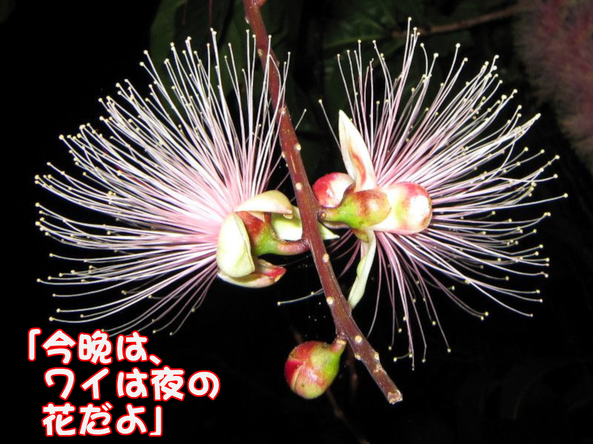 サガリバナ　今晩は、ワイは夜の花だよ