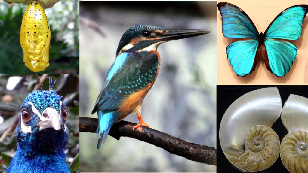 �E���̍\���F�̃��J�j�Y���Ɠd���g��͂̎���